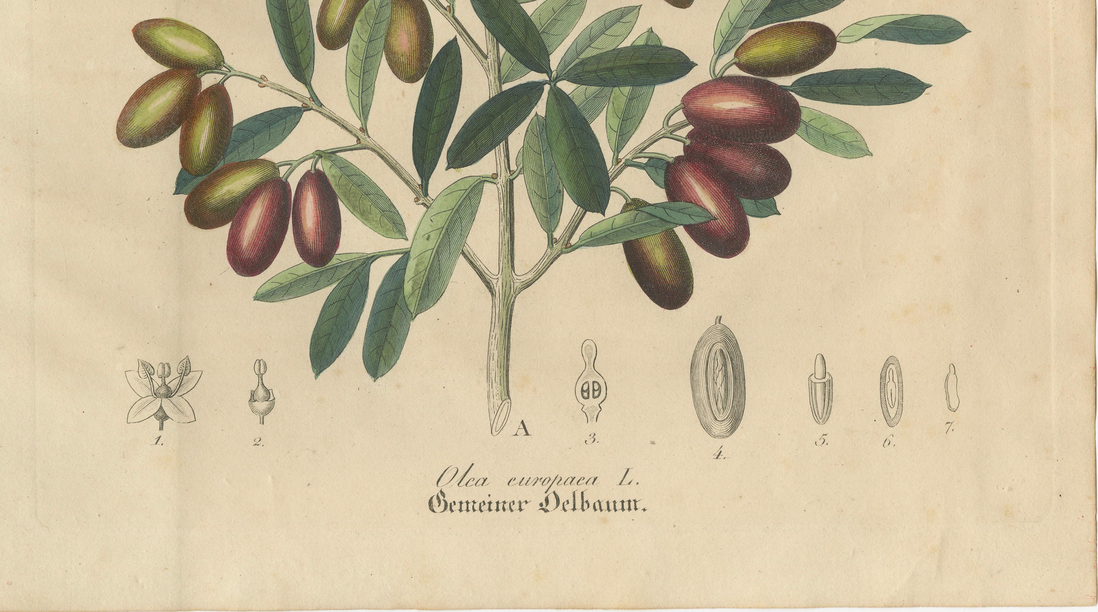 Antique Olive Botanical Print, Hand Colored Copper Engraving, c.1831