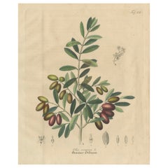 Antique Olive Botanical Print, Hand Colored Copper Engraving, c.1831