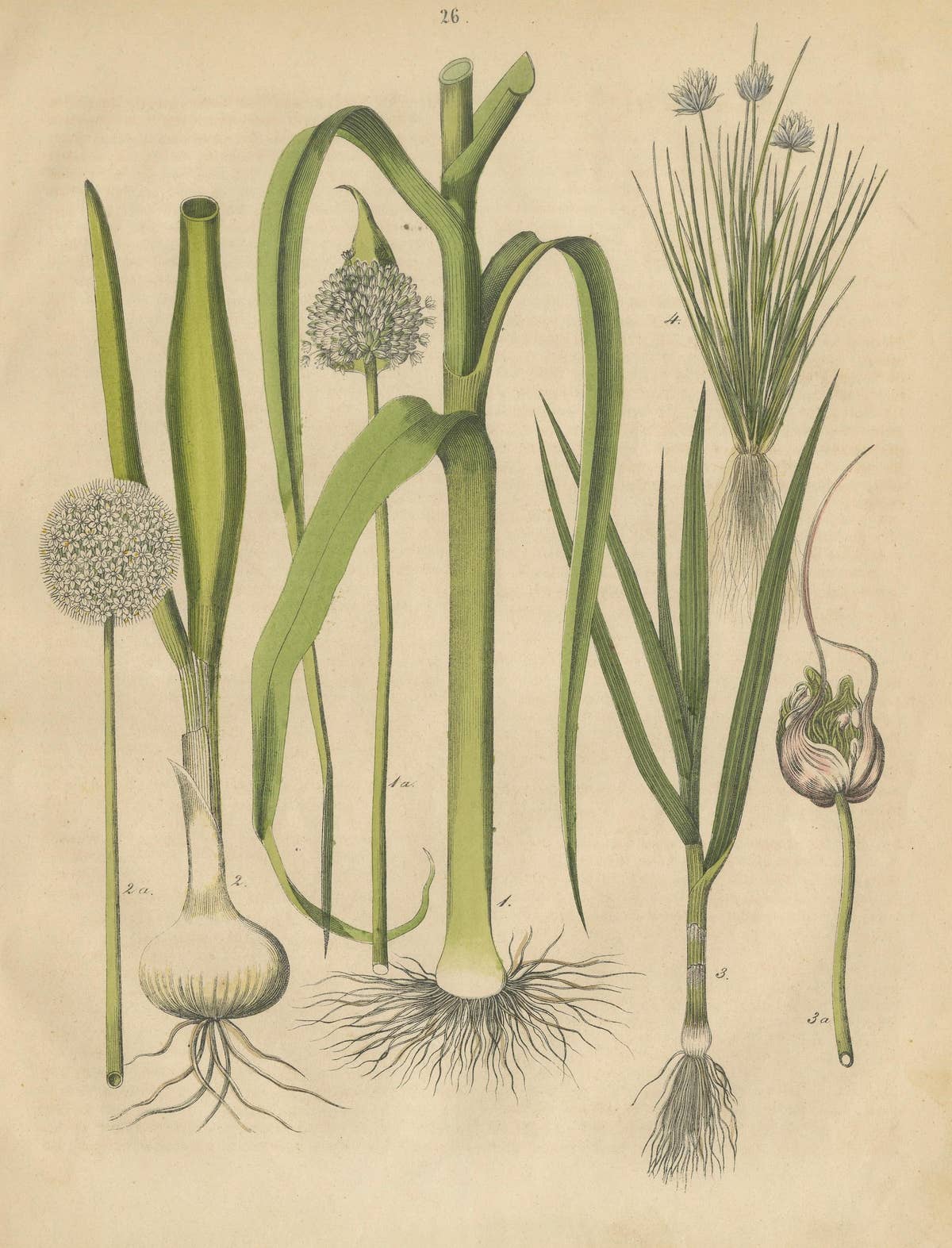 Antique Onion and Leek Botanical Print, Kitchen Garden Study, 1852