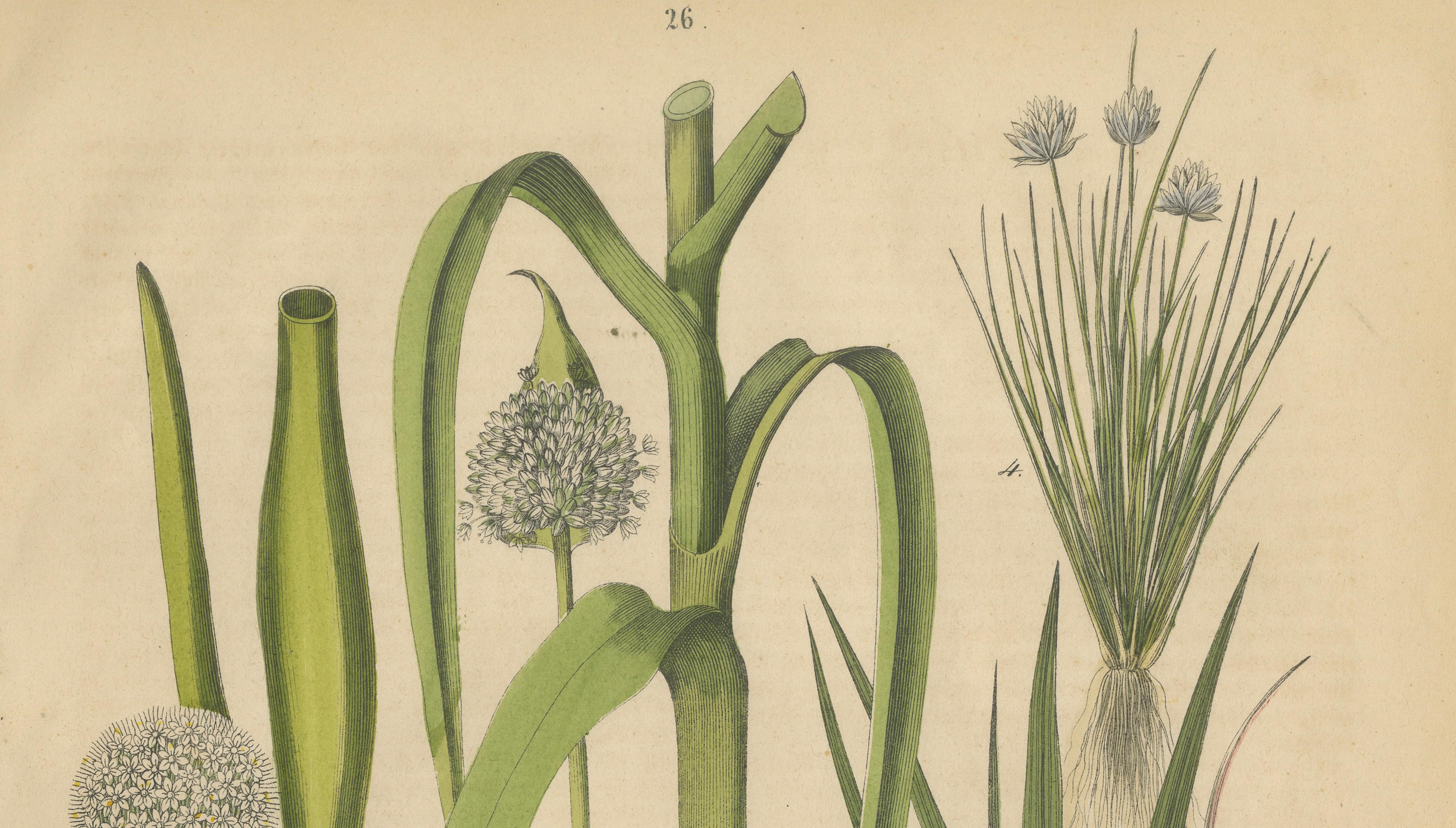 Antique Onion and Leek Botanical Print, Kitchen Garden Study, 1852