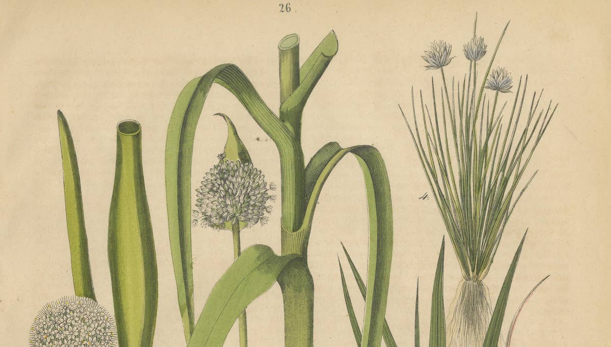 Antique Onion and Leek Botanical Print, Kitchen Garden Study, 1852
