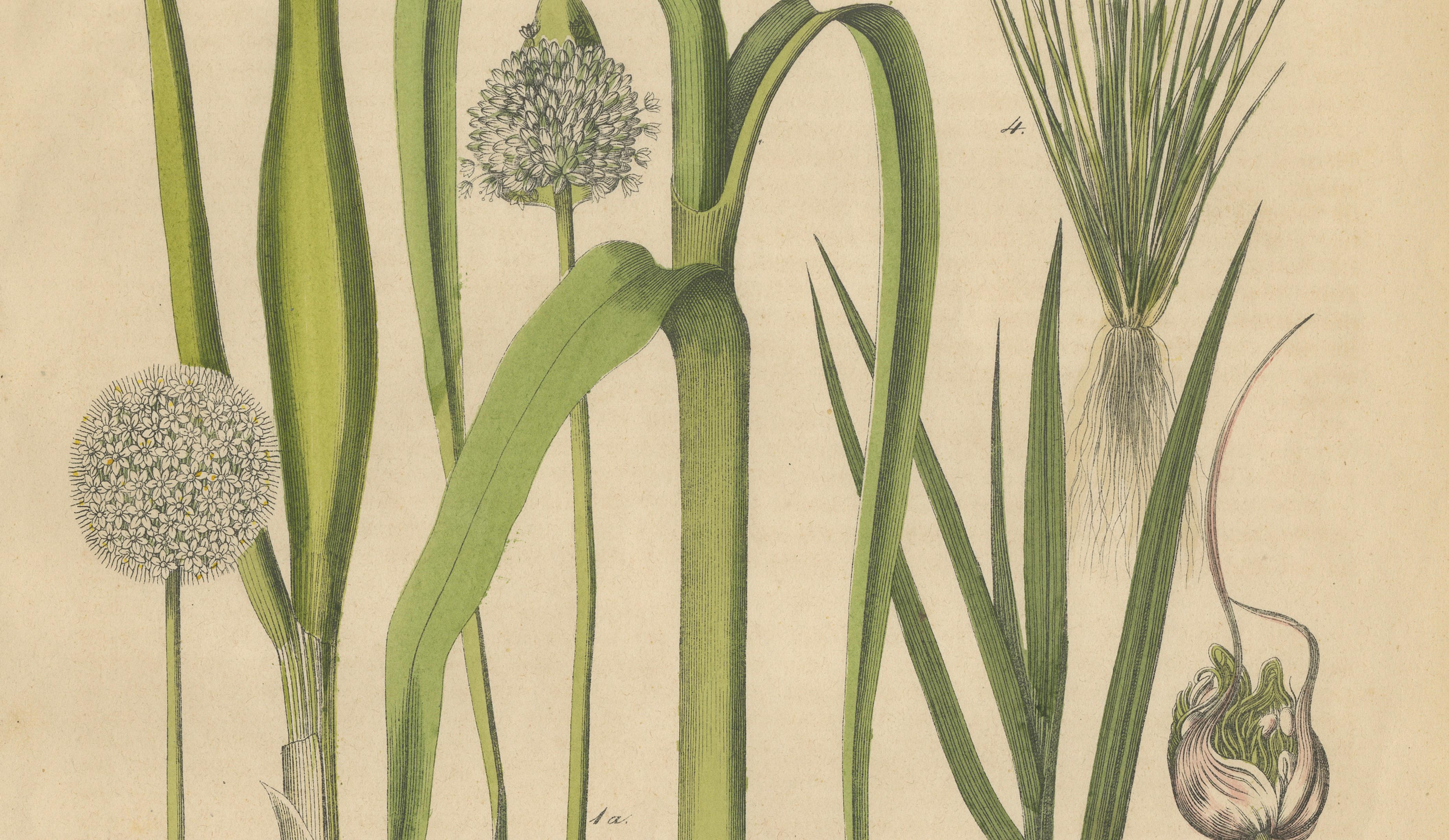 Antique Onion and Leek Botanical Print, Kitchen Garden Study, 1852
