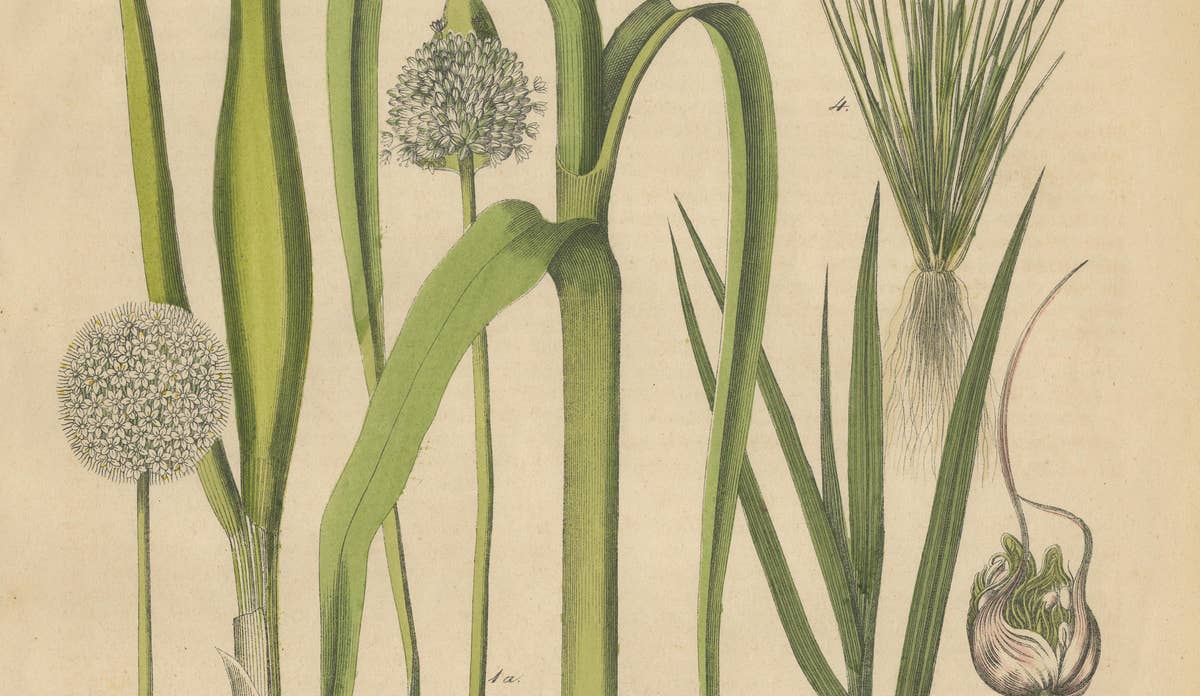 Antique Onion and Leek Botanical Print, Kitchen Garden Study, 1852