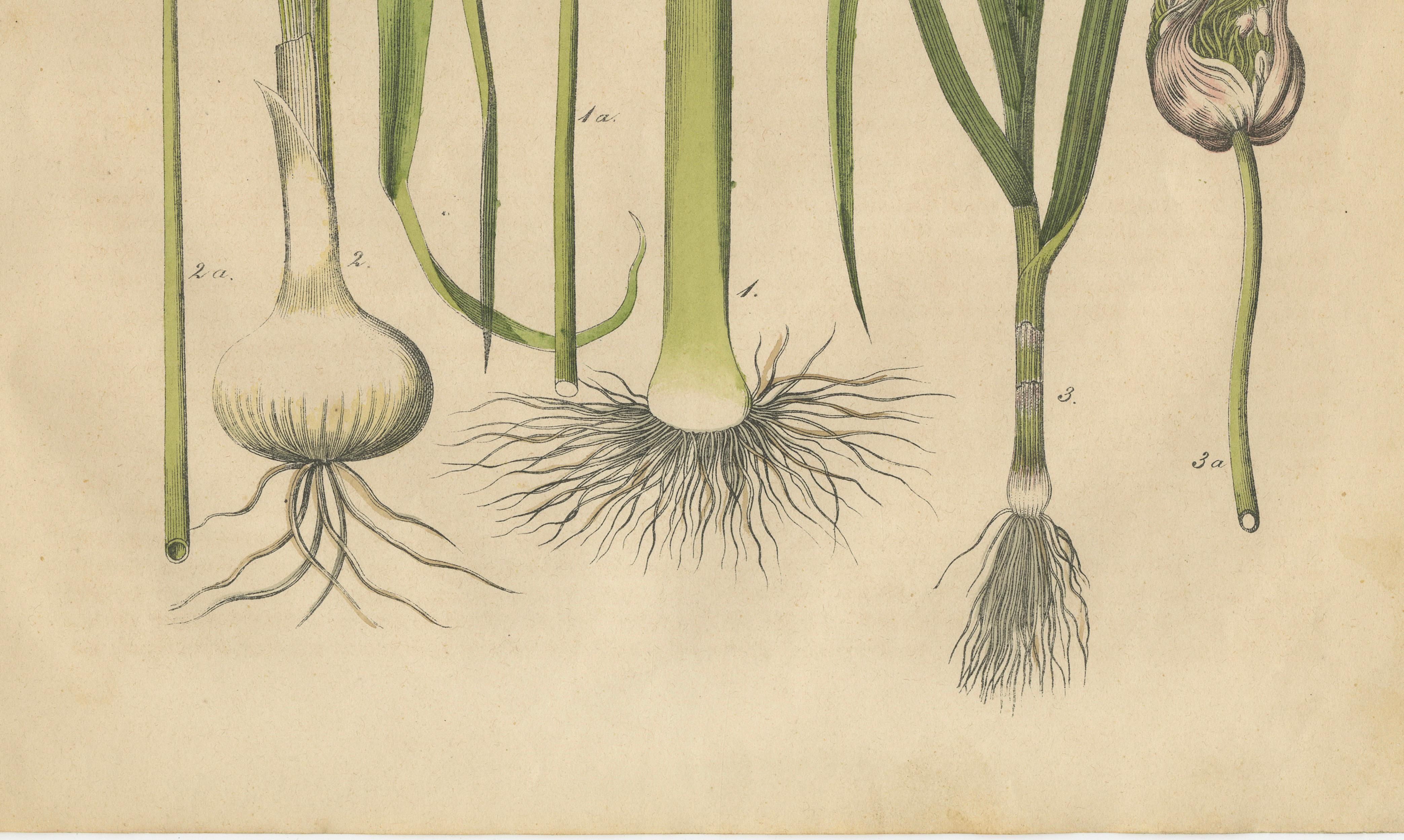 Antique Onion and Leek Botanical Print, Kitchen Garden Study, 1852