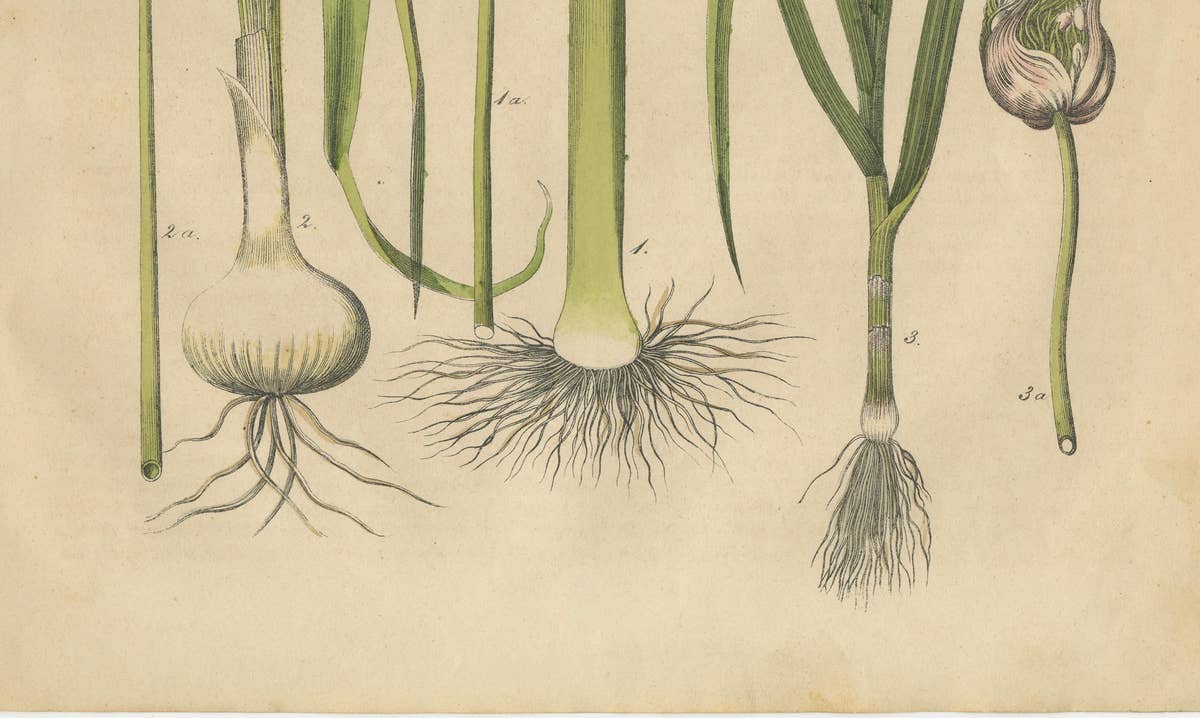 Antique Onion and Leek Botanical Print, Kitchen Garden Study, 1852