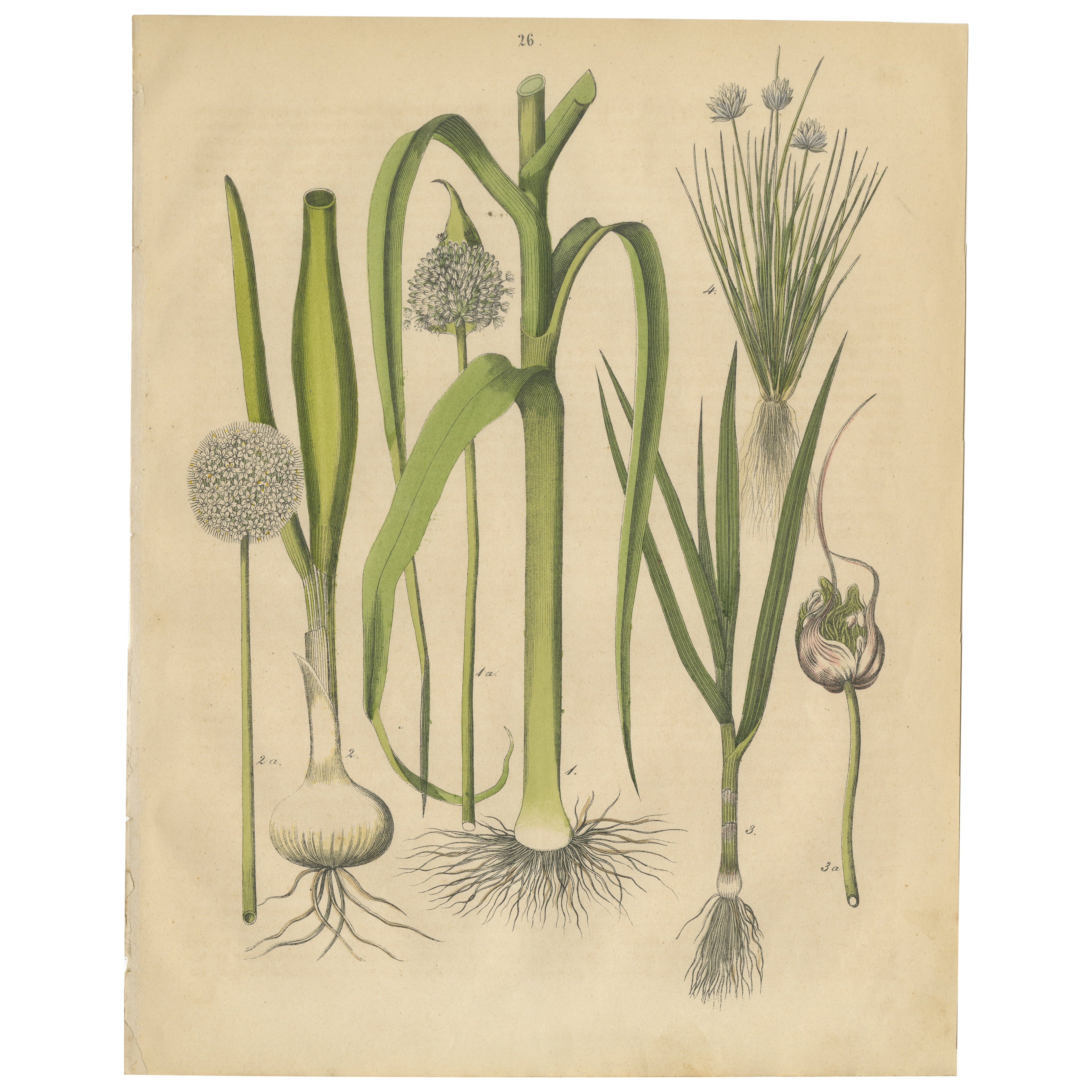 Antique Onion and Leek Botanical Print, Kitchen Garden Study, 1852 For Sale