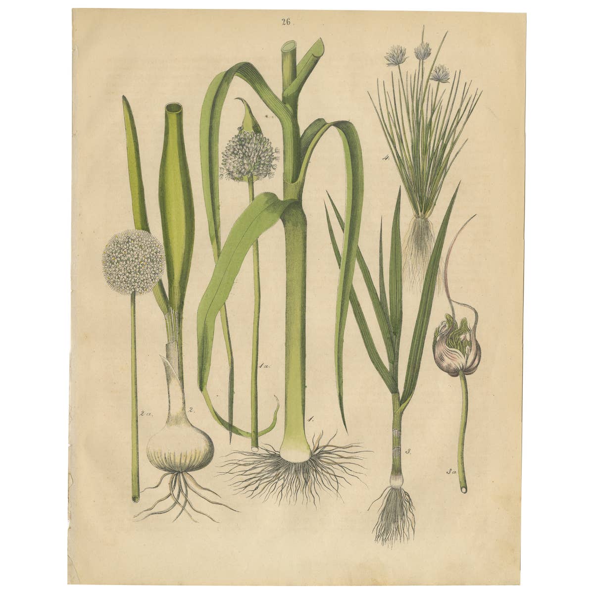 Antique Onion and Leek Botanical Print, Kitchen Garden Study, 1852