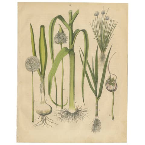 Antique Onion and Leek Botanical Print, Kitchen Garden Study, 1852