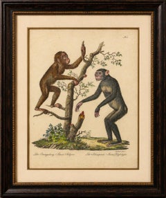 Antica litografia di Orangutan & Chimpanzee di Joseph Brodtmann, 1816
