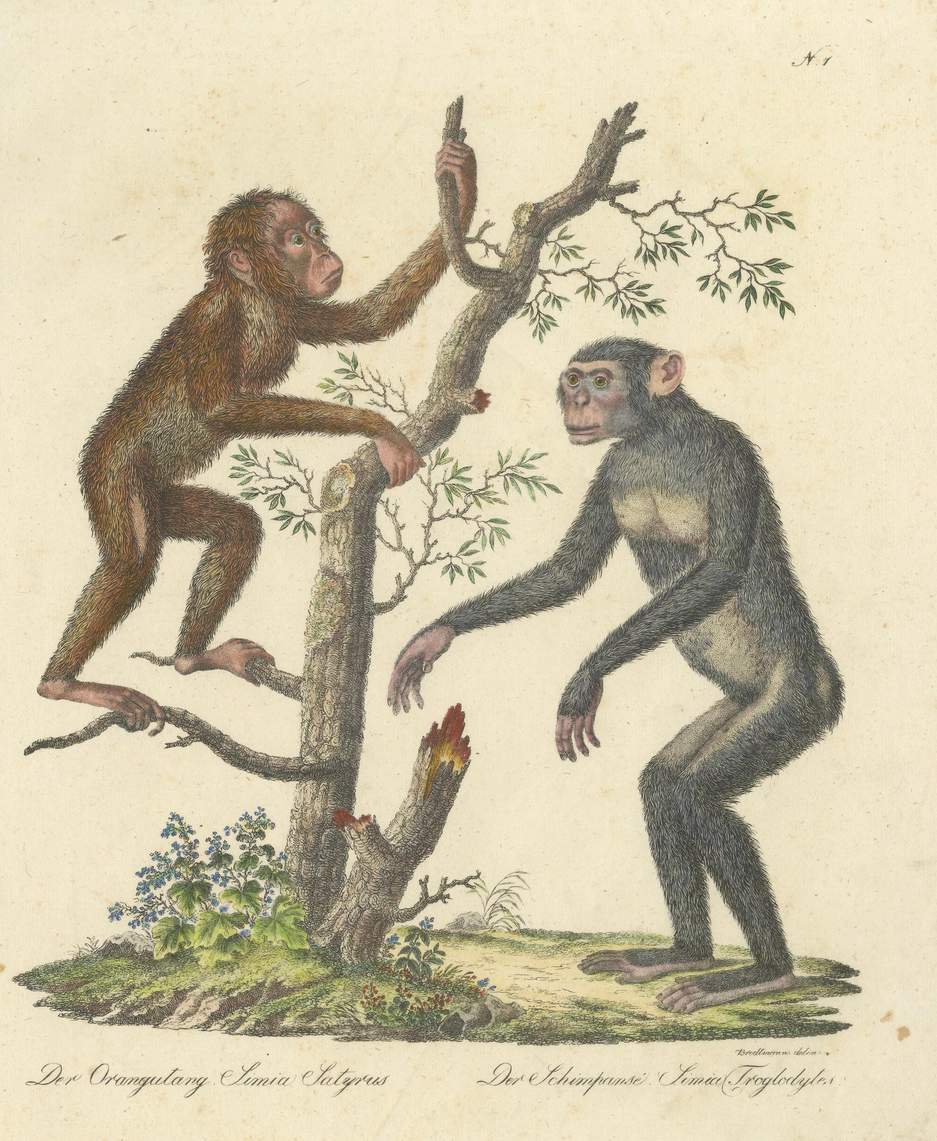 Antique Orangutan & Chimpanzee Lithograph by Karl Joseph Brodtmann, 1816