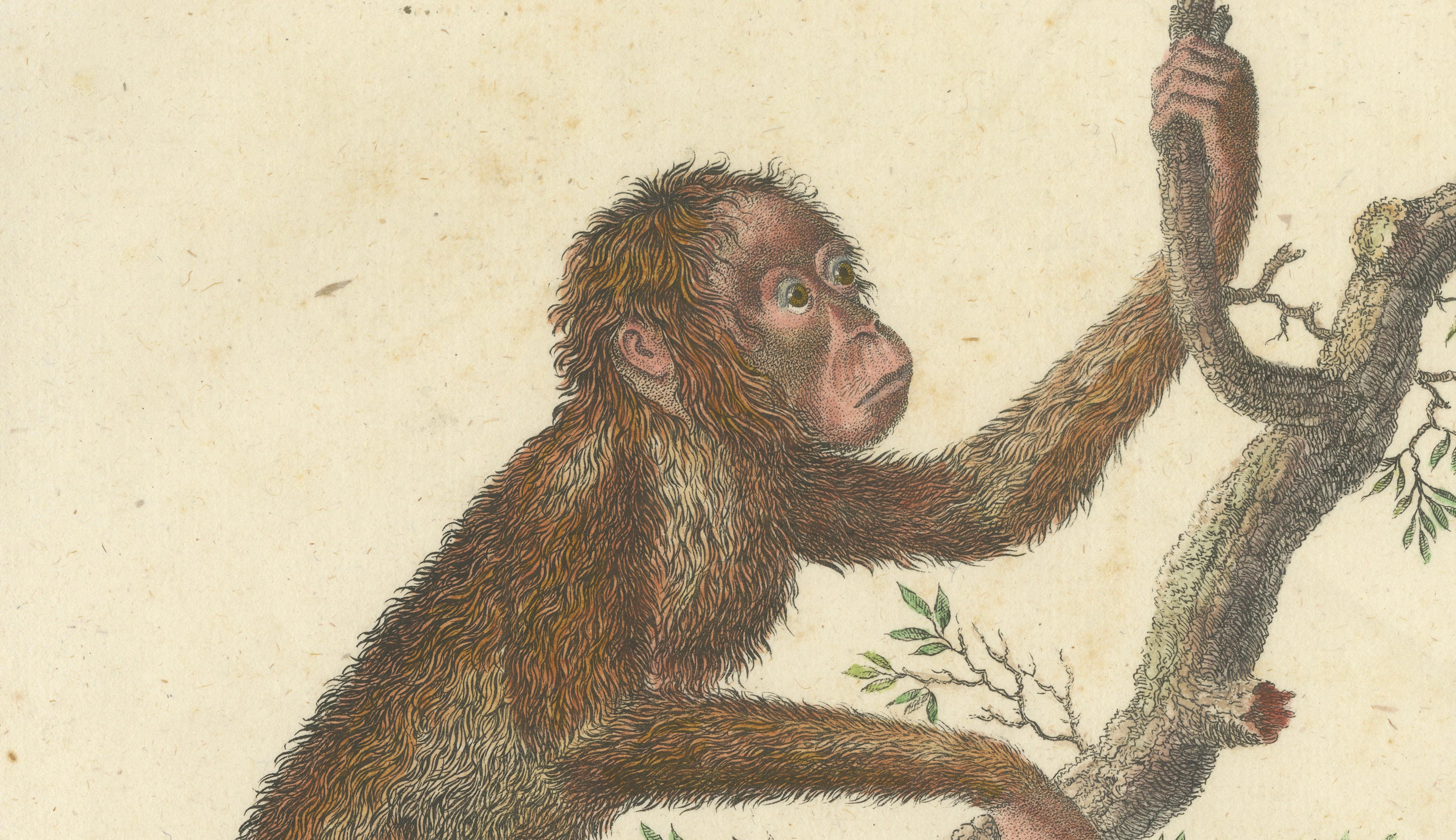 Antique Orangutan & Chimpanzee Lithograph by Karl Joseph Brodtmann, 1816