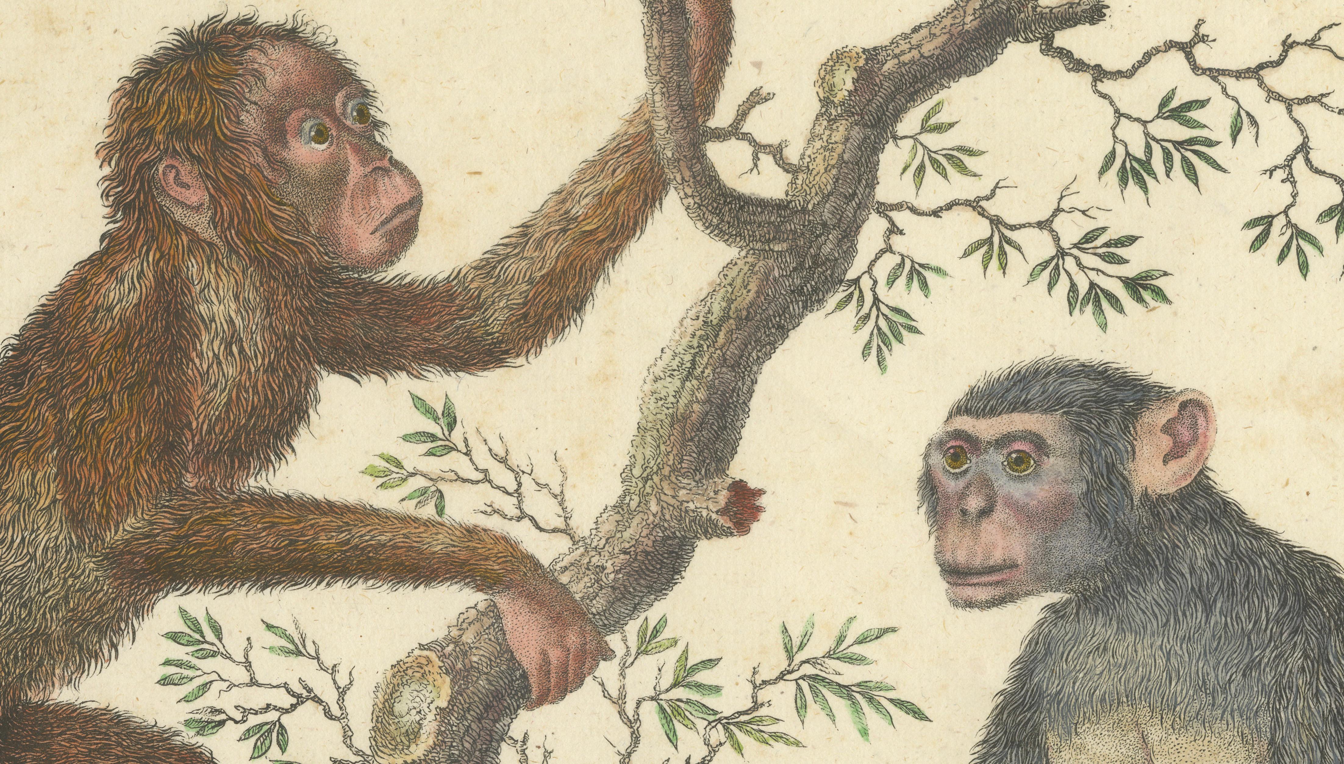 Antique Orangutan & Chimpanzee Lithograph by Karl Joseph Brodtmann, 1816