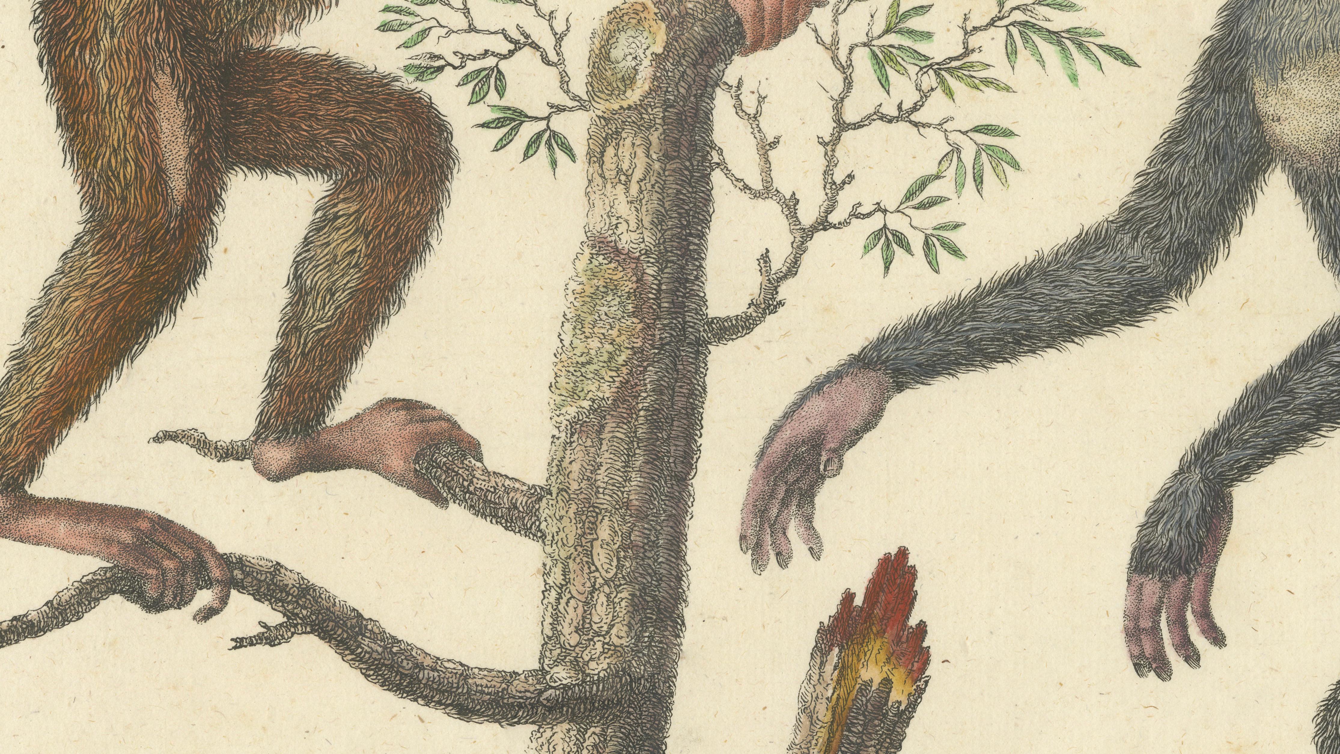 Antique Orangutan & Chimpanzee Lithograph by Karl Joseph Brodtmann, 1816