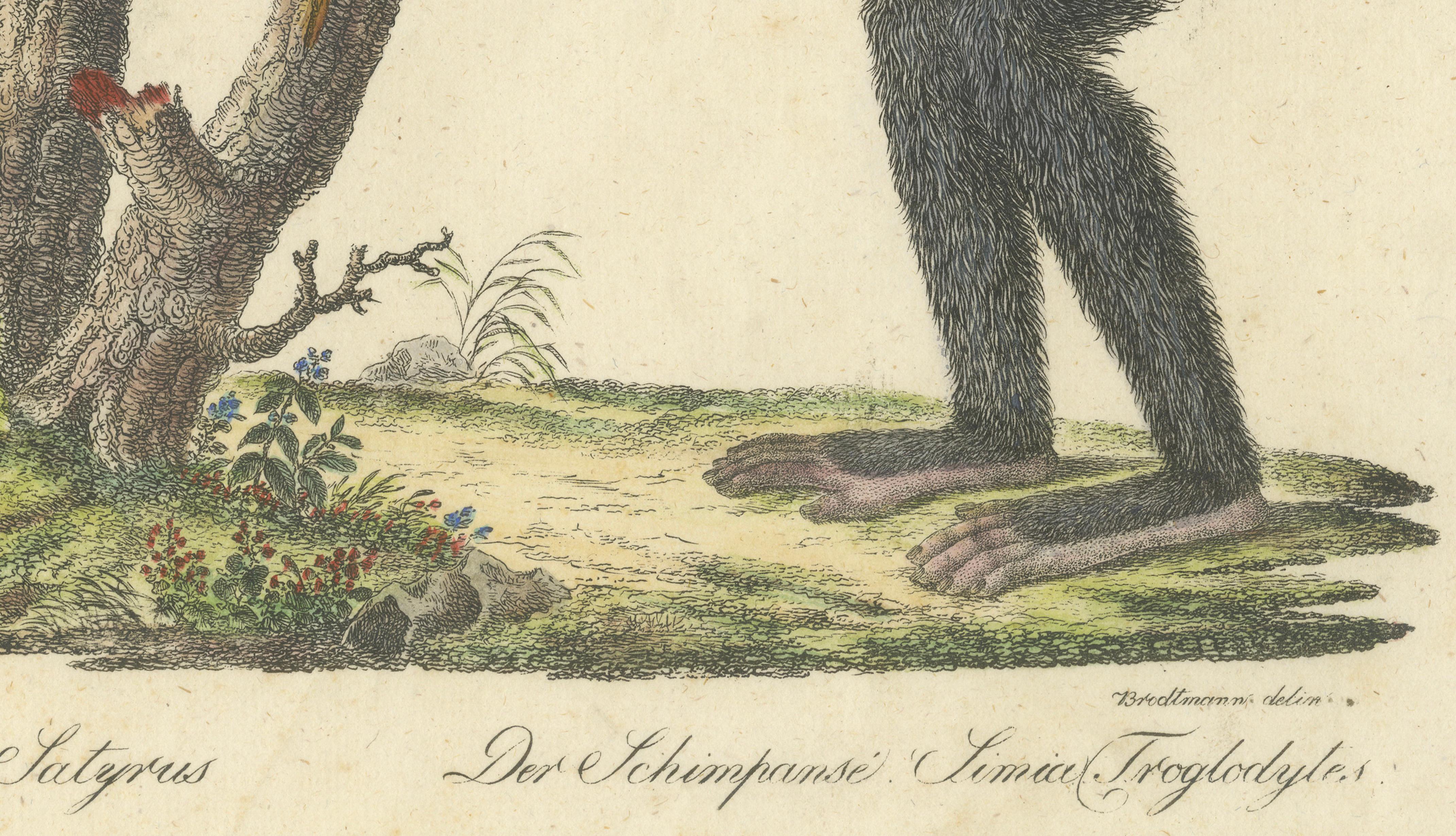 Antique Orangutan & Chimpanzee Lithograph by Karl Joseph Brodtmann, 1816