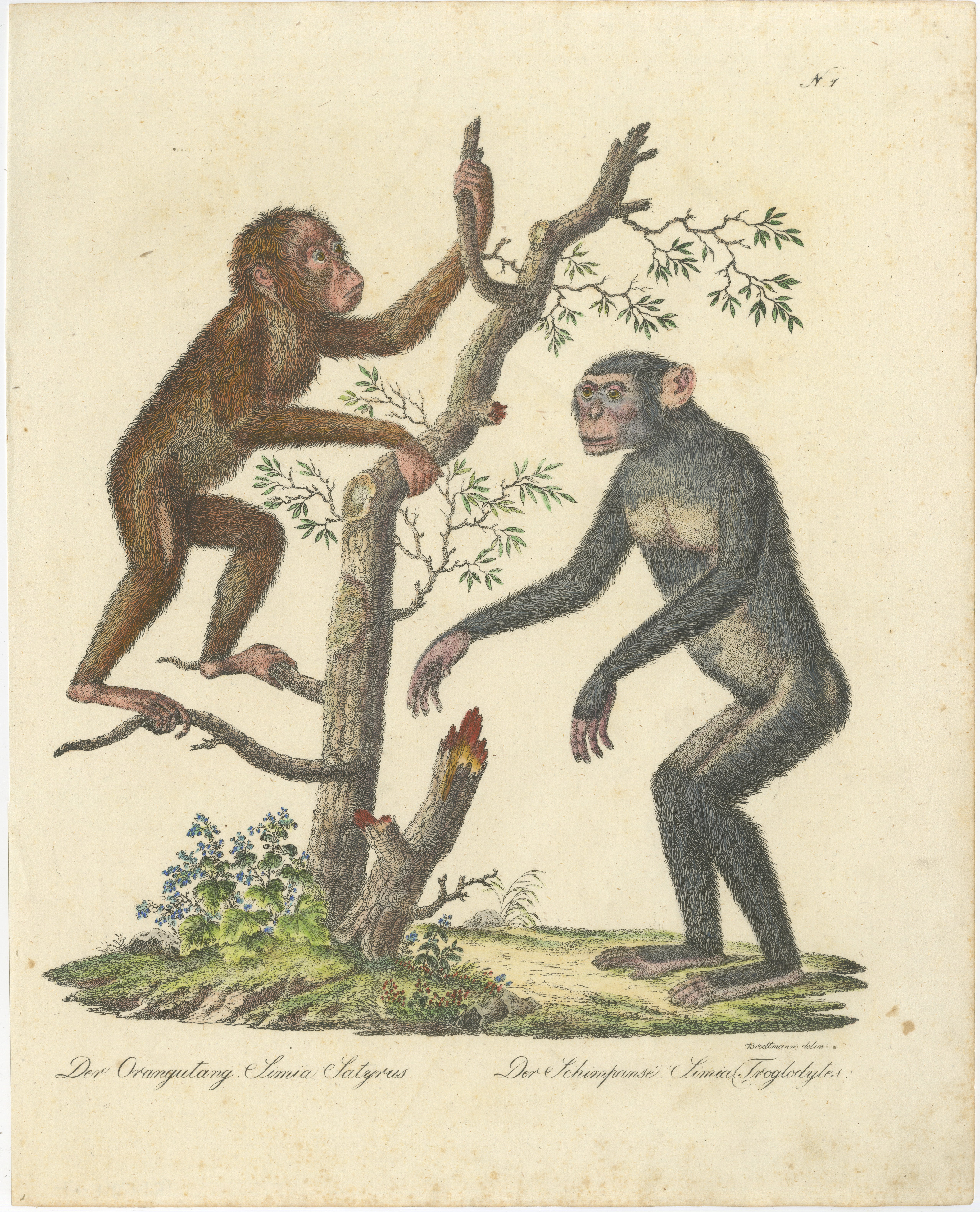 Antique Orangutan & Chimpanzee Lithograph by Karl Joseph Brodtmann, 1816
