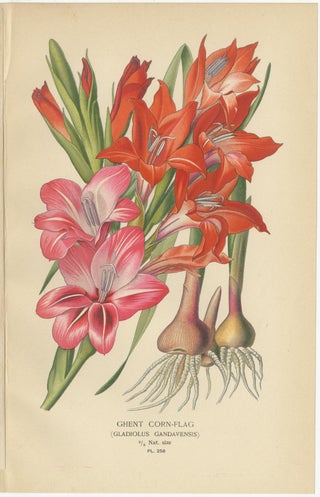 Antique Orchid and Flower Prints, Gladiolus, Jonquil, and Narcissus, 1897, view 2