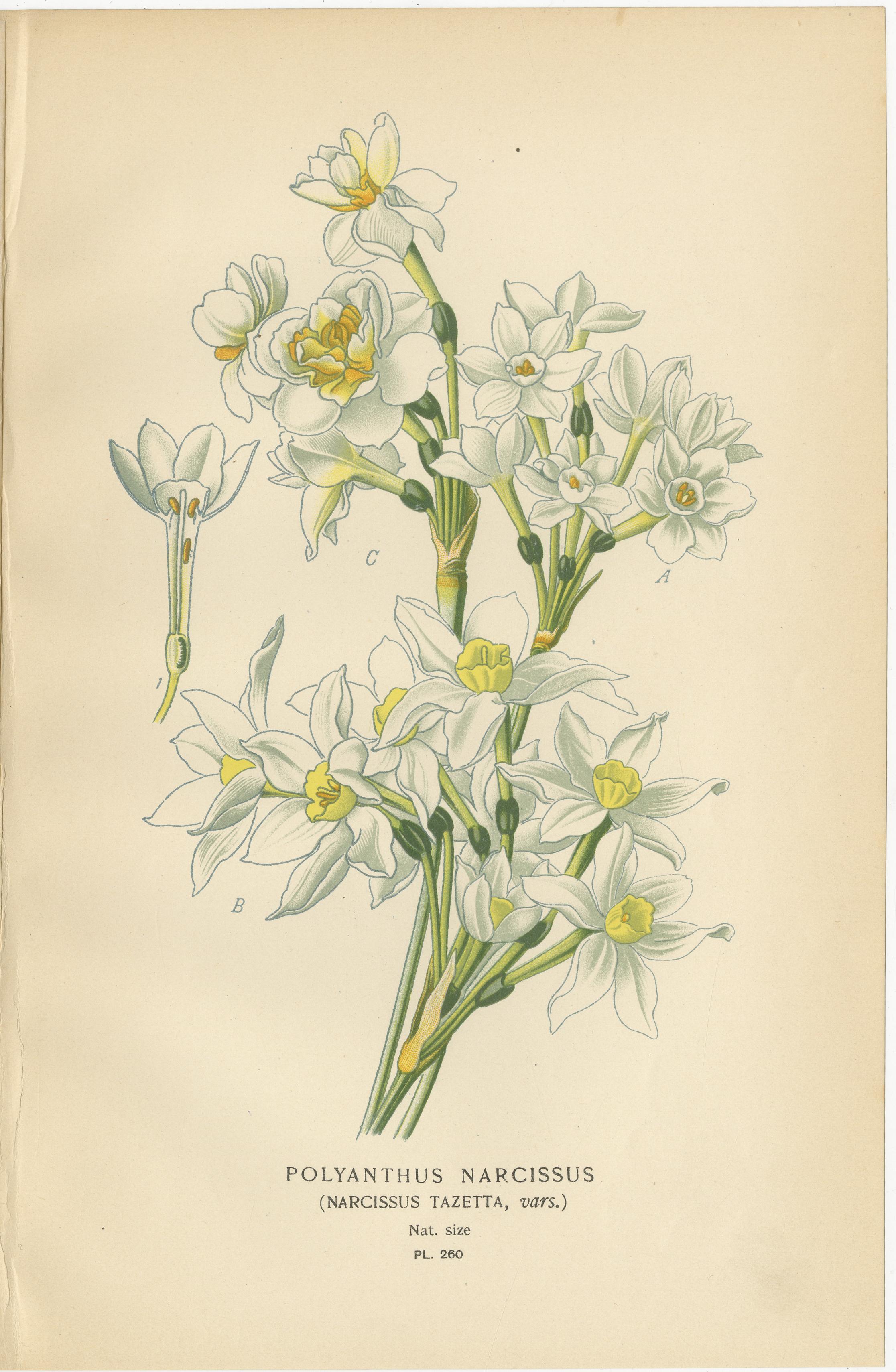 Antike Orchideen- und Blumendrucke - Gladiolus, Jonquil und Narcissus, 1897 im Zustand „Gut“ im Angebot in Langweer, NL