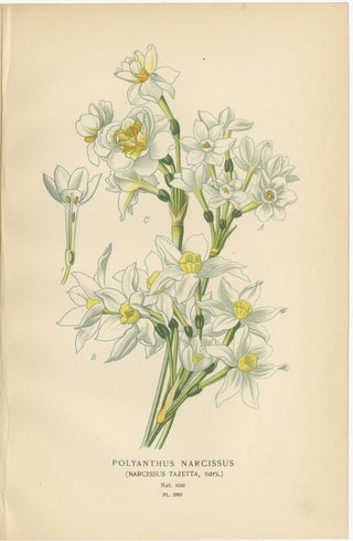 Antique Orchid and Flower Prints, Gladiolus, Jonquil, and Narcissus, 1897, view 4