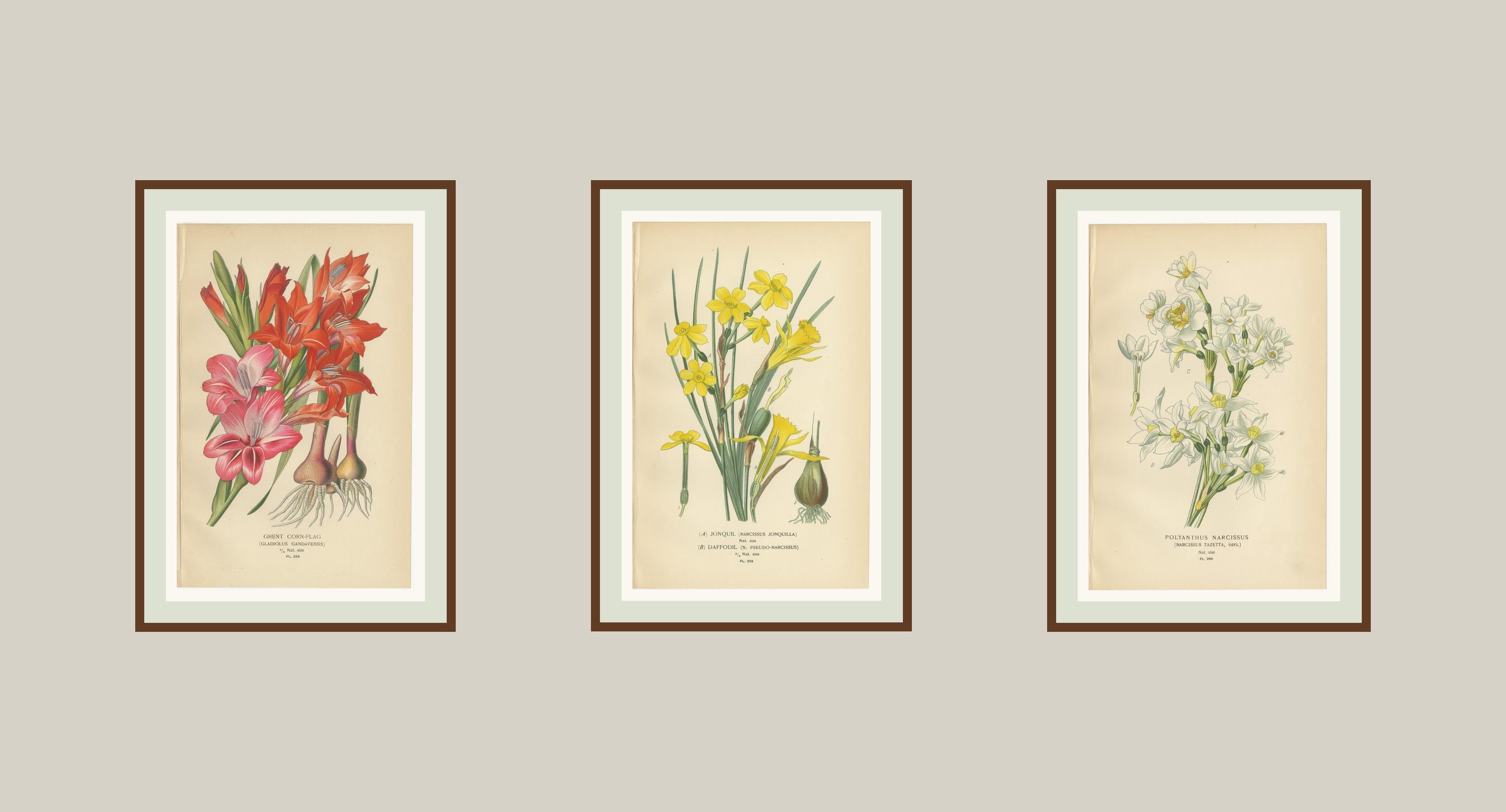 Antike Orchideen- und Blumendrucke - Gladiolus, Jonquil und Narcissus, 1897 (19. Jahrhundert) im Angebot