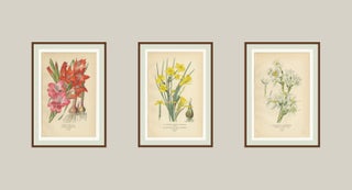 Antique Orchid and Flower Prints, Gladiolus, Jonquil, and Narcissus, 1897, view 5