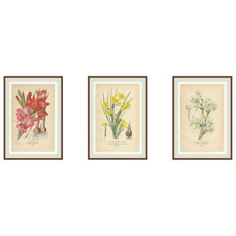 Antique Orchid and Flower Prints – Gladiolus, Jonquil, and Narcissus, 1897