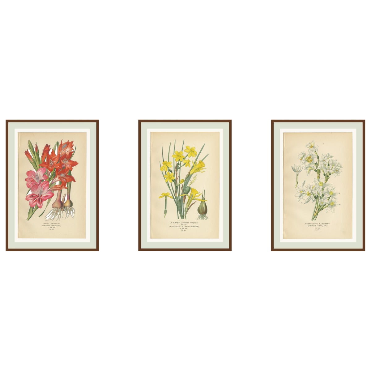 Antique Orchid and Flower Prints, Gladiolus, Jonquil, and Narcissus, 1897
