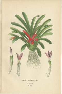 Antique Orchid & Bromeliad Chromolithographs 1897 – Karatas, Aechmea, Billbergia