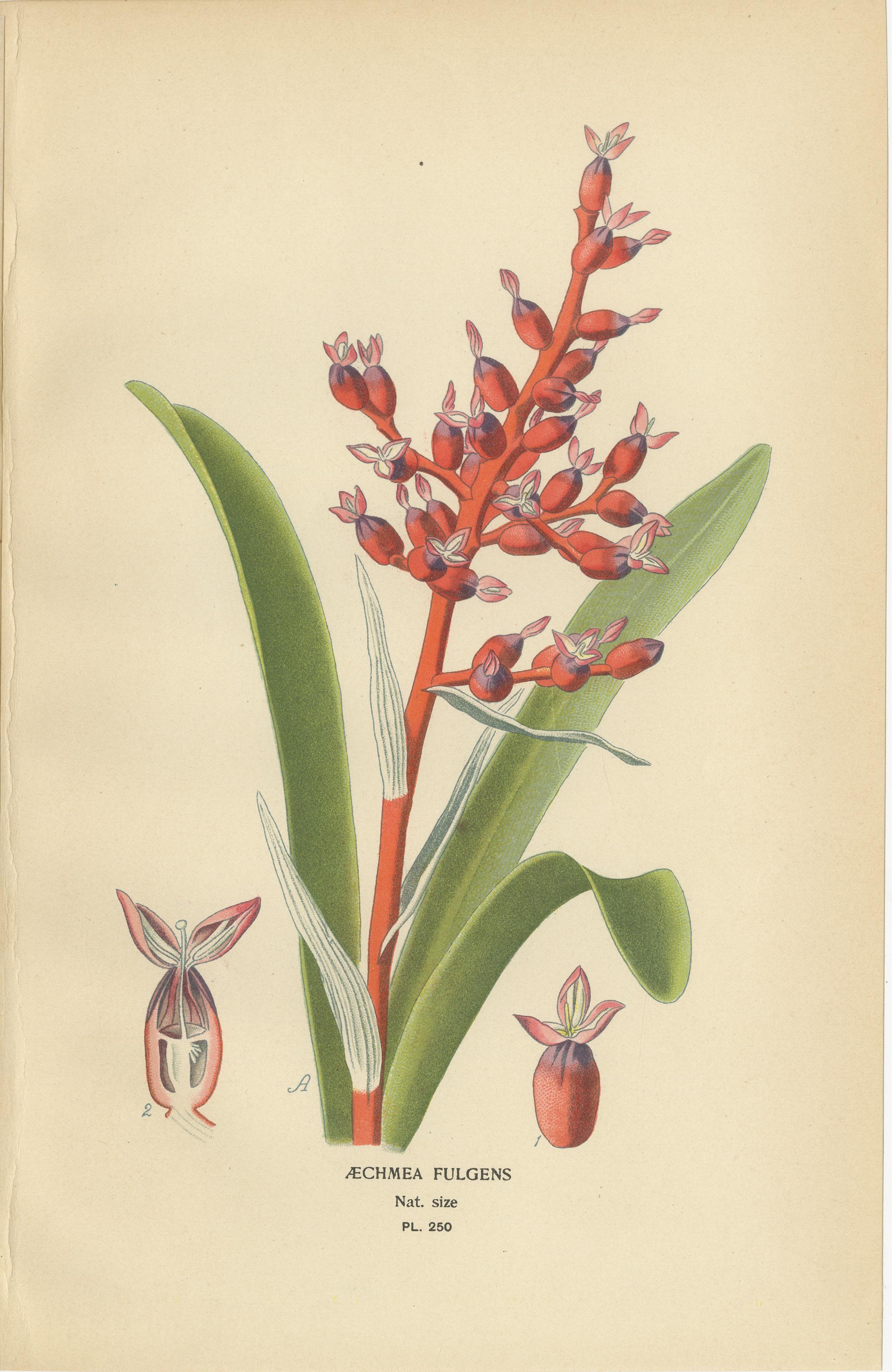 English Antique Orchid & Bromeliad Chromolithographs 1897 – Karatas, Aechmea, Billbergia For Sale