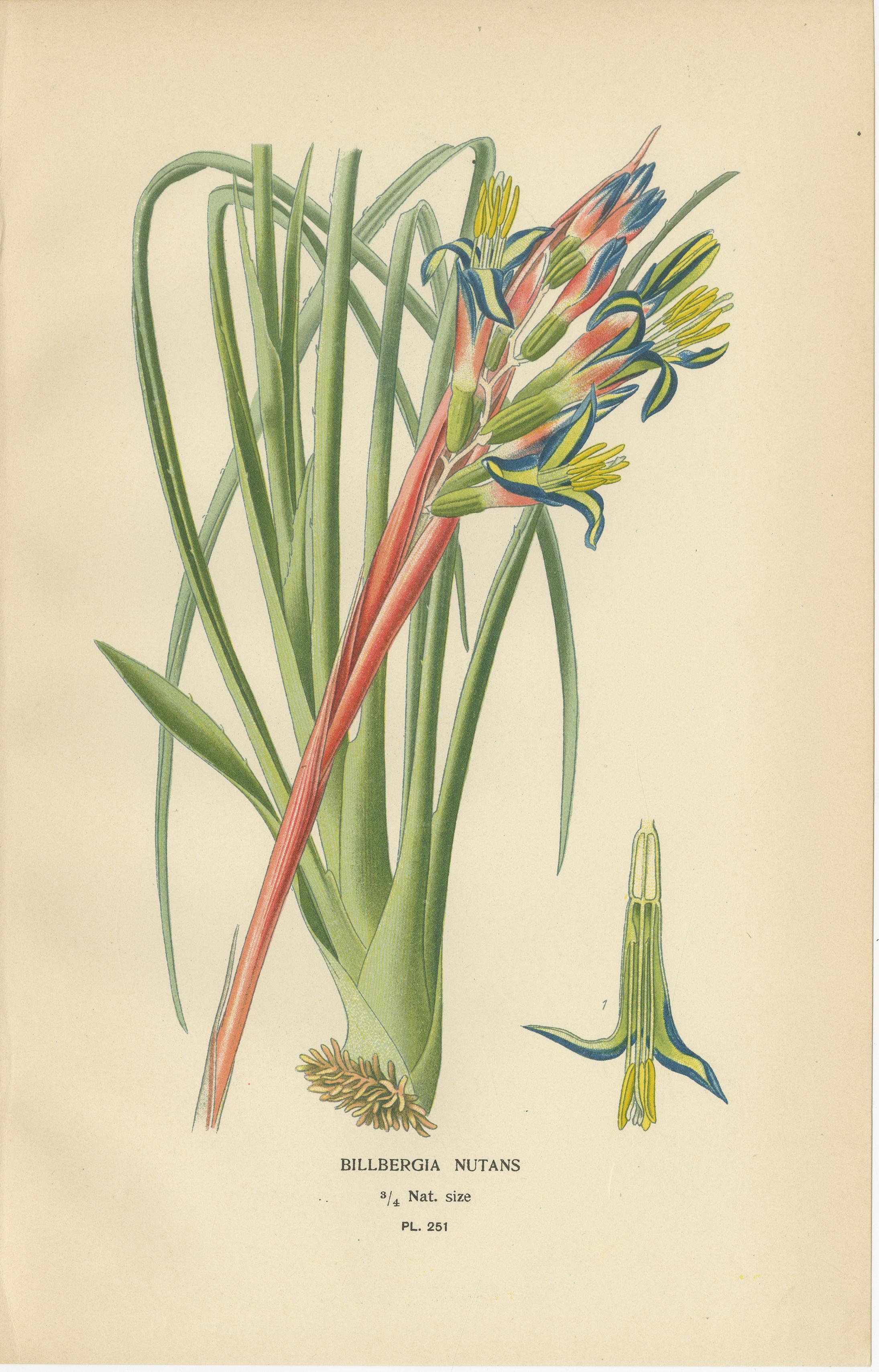 Antique Orchid & Bromeliad Chromolithographs 1897 – Karatas, Aechmea, Billbergia In Good Condition For Sale In Langweer, NL