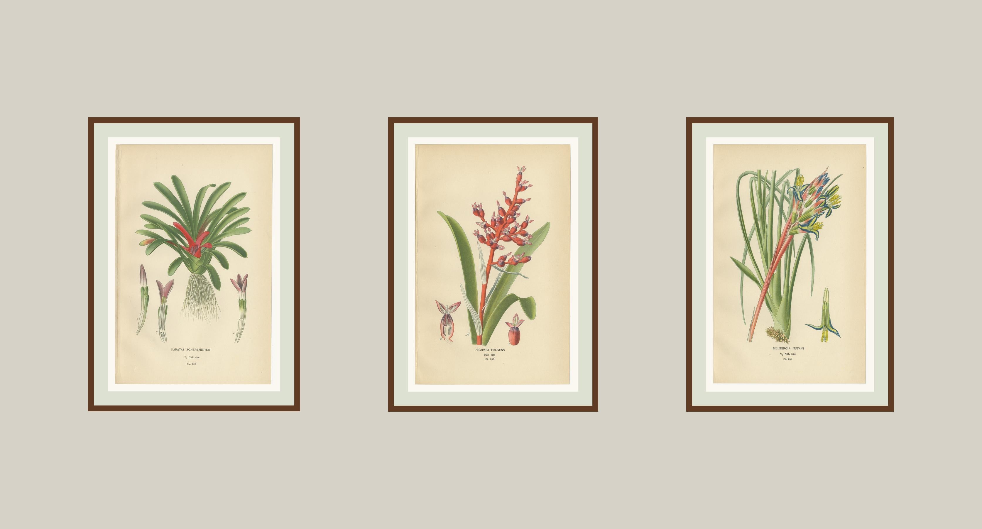 19th Century Antique Orchid & Bromeliad Chromolithographs 1897 – Karatas, Aechmea, Billbergia For Sale