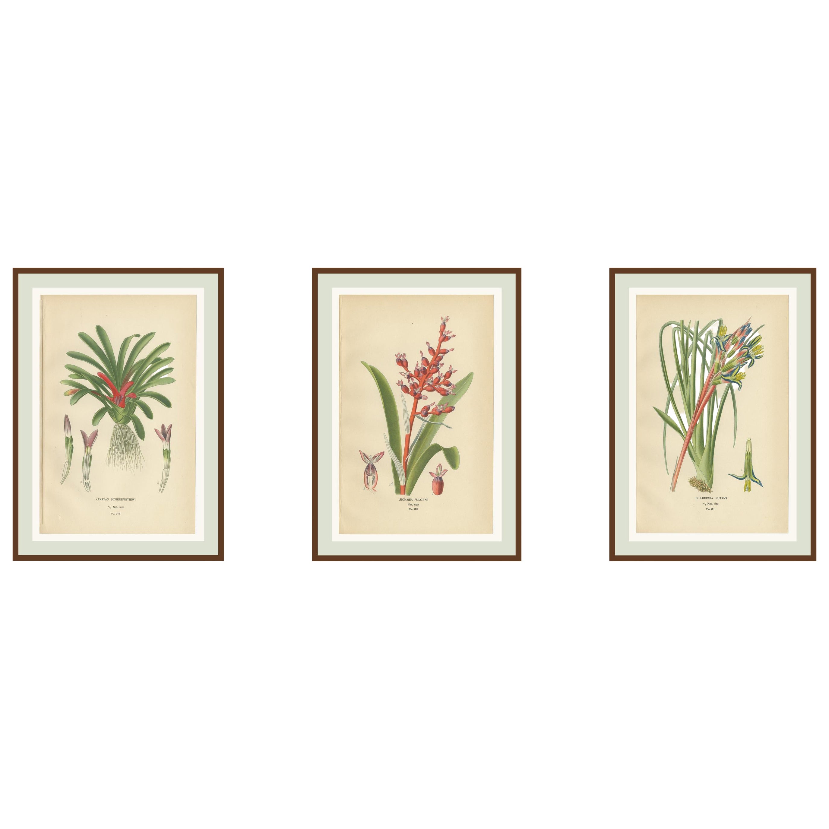 Antiche cromolitografie di orchidee e bromeliacee 1897 - Karatas, Aechmea, Billbergia