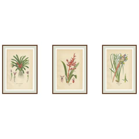 Antique Orchid & Bromeliad Chromolithographs 1897 – Karatas, Aechmea, Billbergia