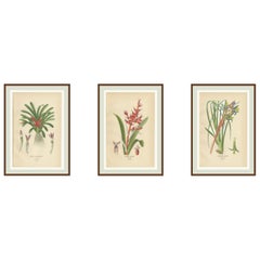 Antiche cromolitografie di orchidee e bromeliacee 1897 - Karatas, Aechmea, Billbergia