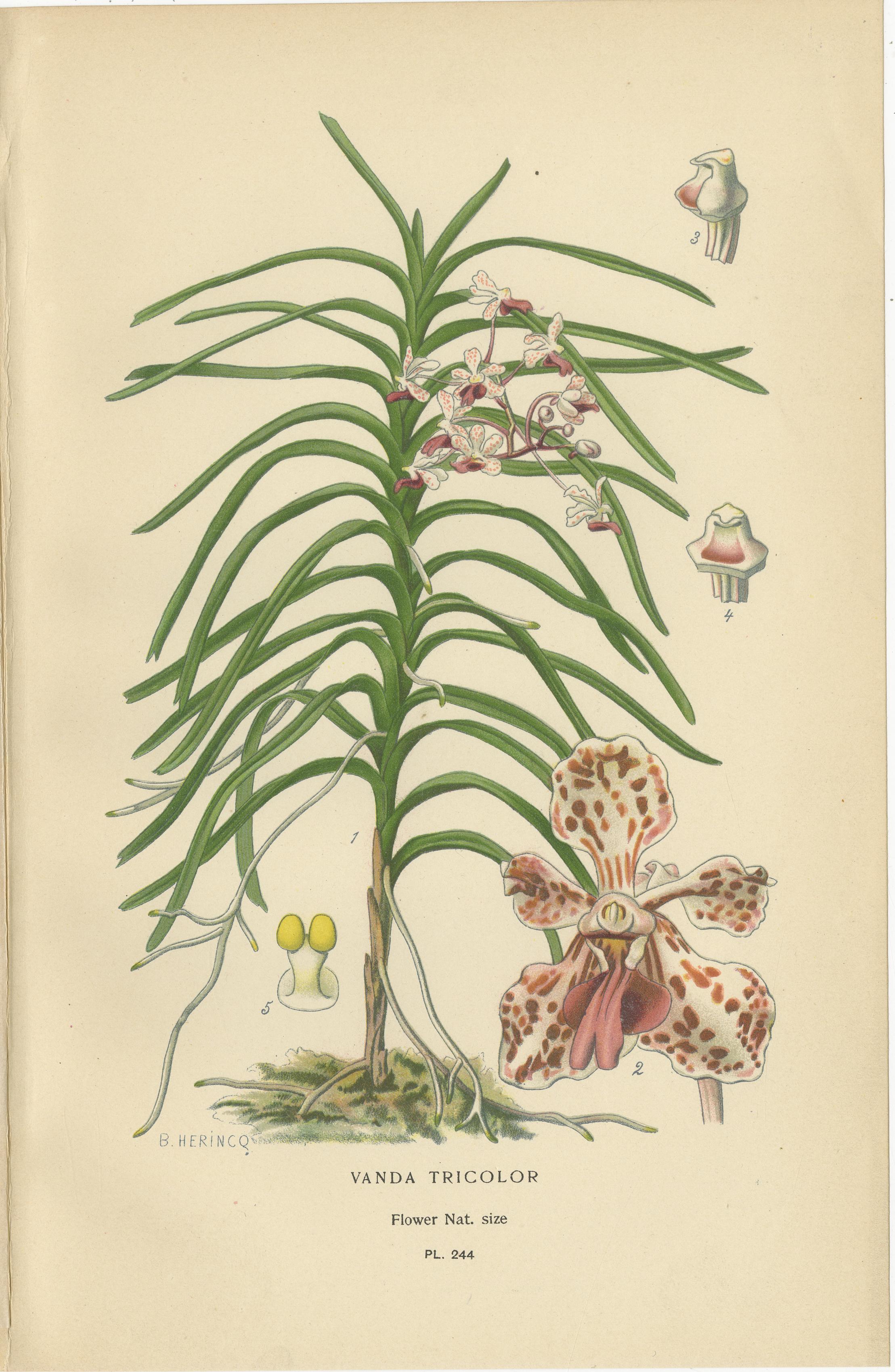 Conjunto de 3 láminas antiguas de orquídeas (sin marco) - Orquídeas Polilla, Vanda y Fox Brush 1897 Inglés en venta