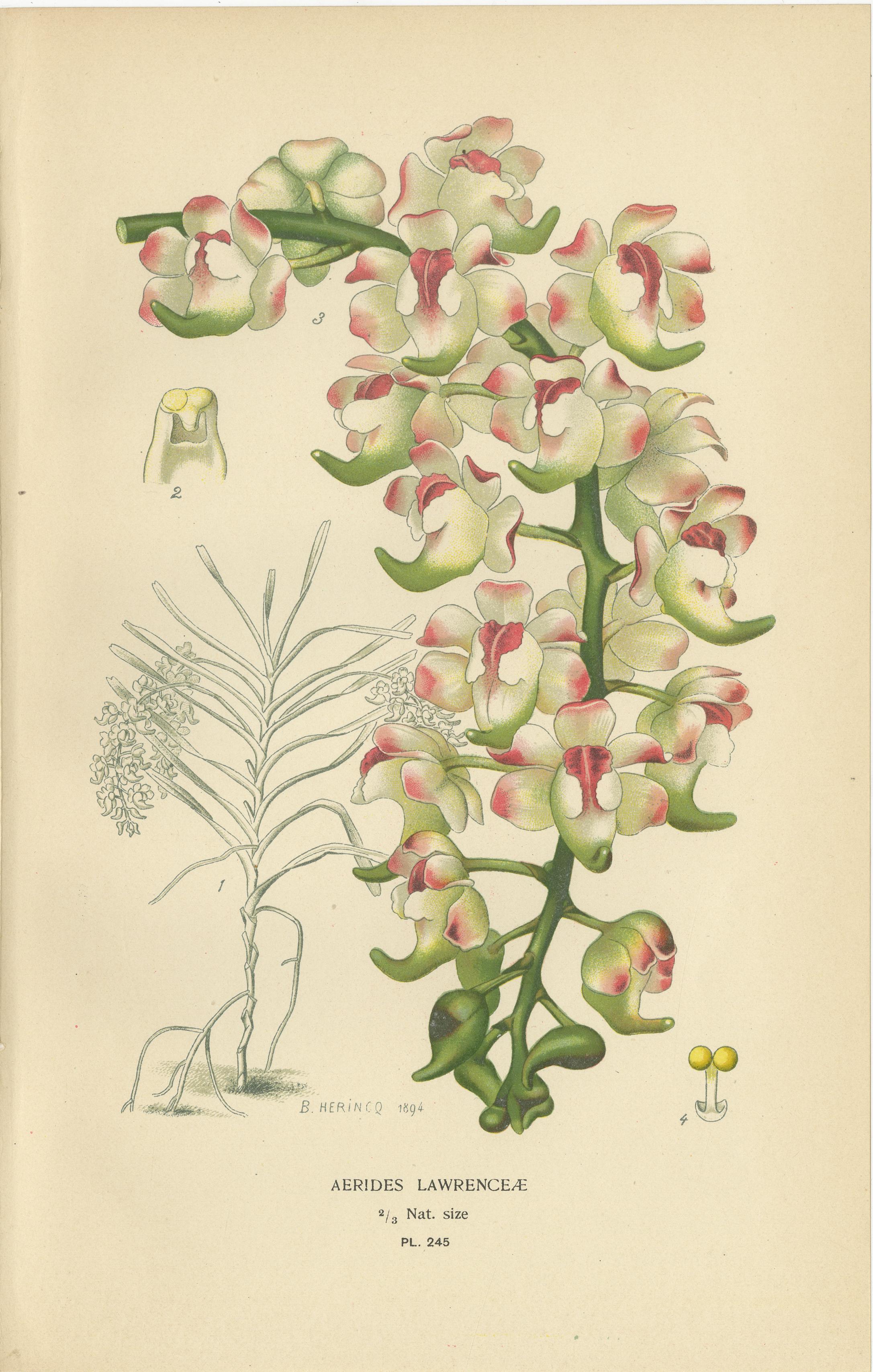 Conjunto de 3 láminas antiguas de orquídeas (sin marco) - Orquídeas Polilla, Vanda y Fox Brush 1897 en Bueno estado para la venta en Langweer, NL