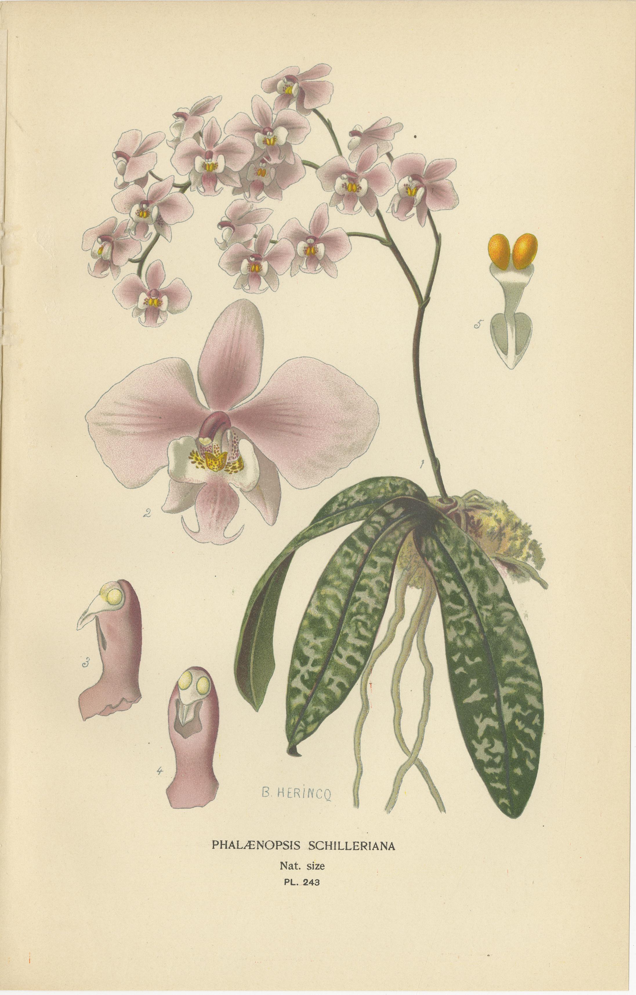 Conjunto de 3 láminas antiguas de orquídeas (sin marco) - Orquídeas Polilla, Vanda y Fox Brush 1897 Papel en venta