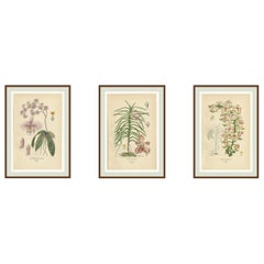 Stampe antiche di orchidee (senza cornice) Set di 3 - Orchidee falena, vanda e volpe 1897