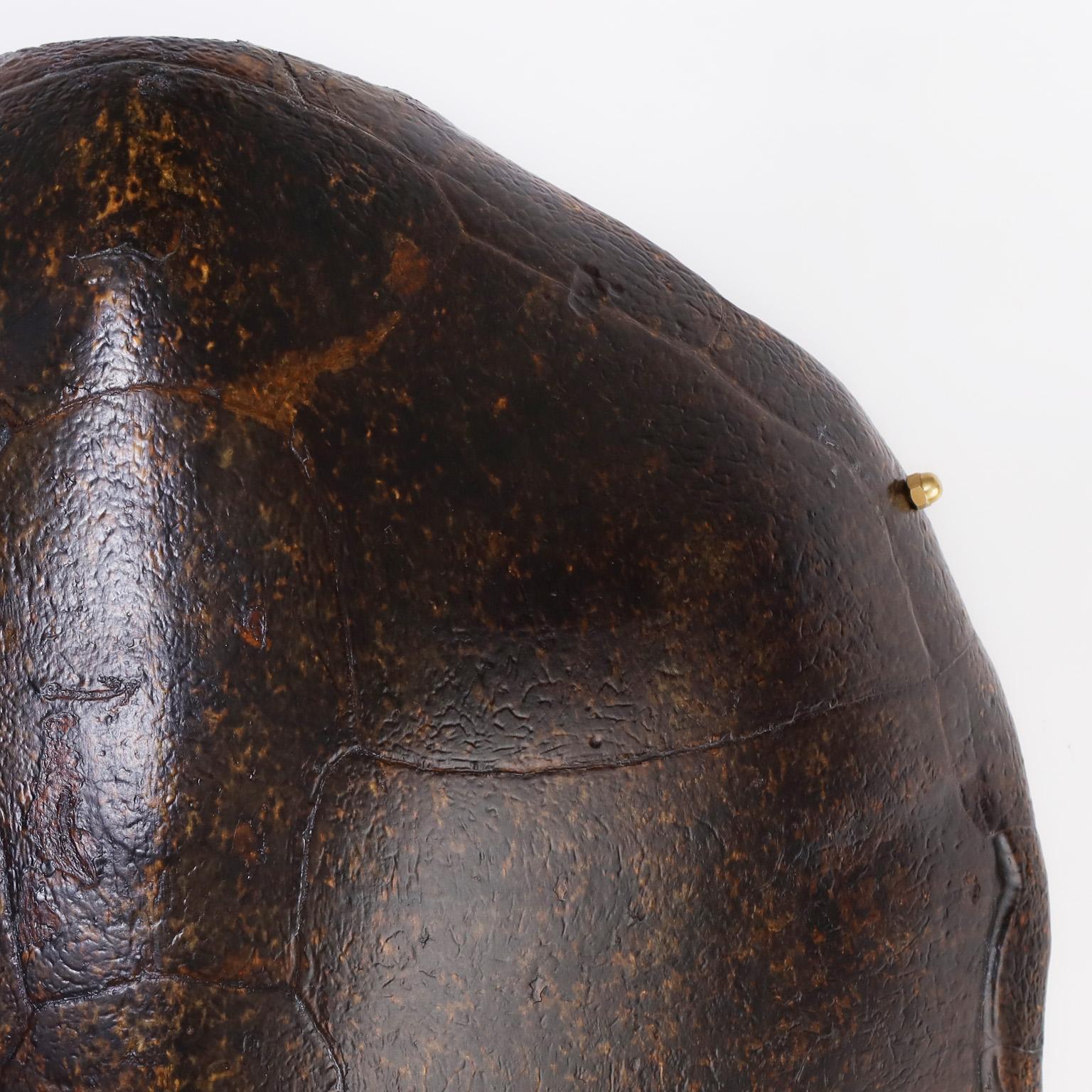 antique turtle shell