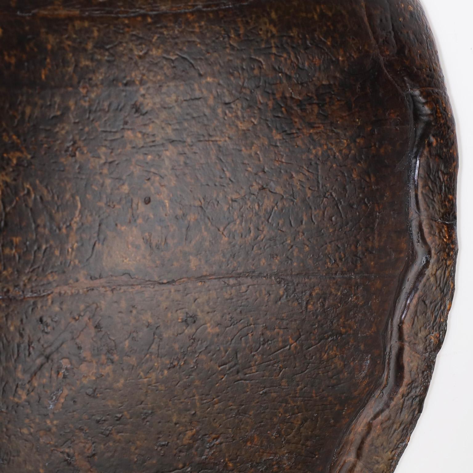 Victorian Antique Organic Turtle Shell