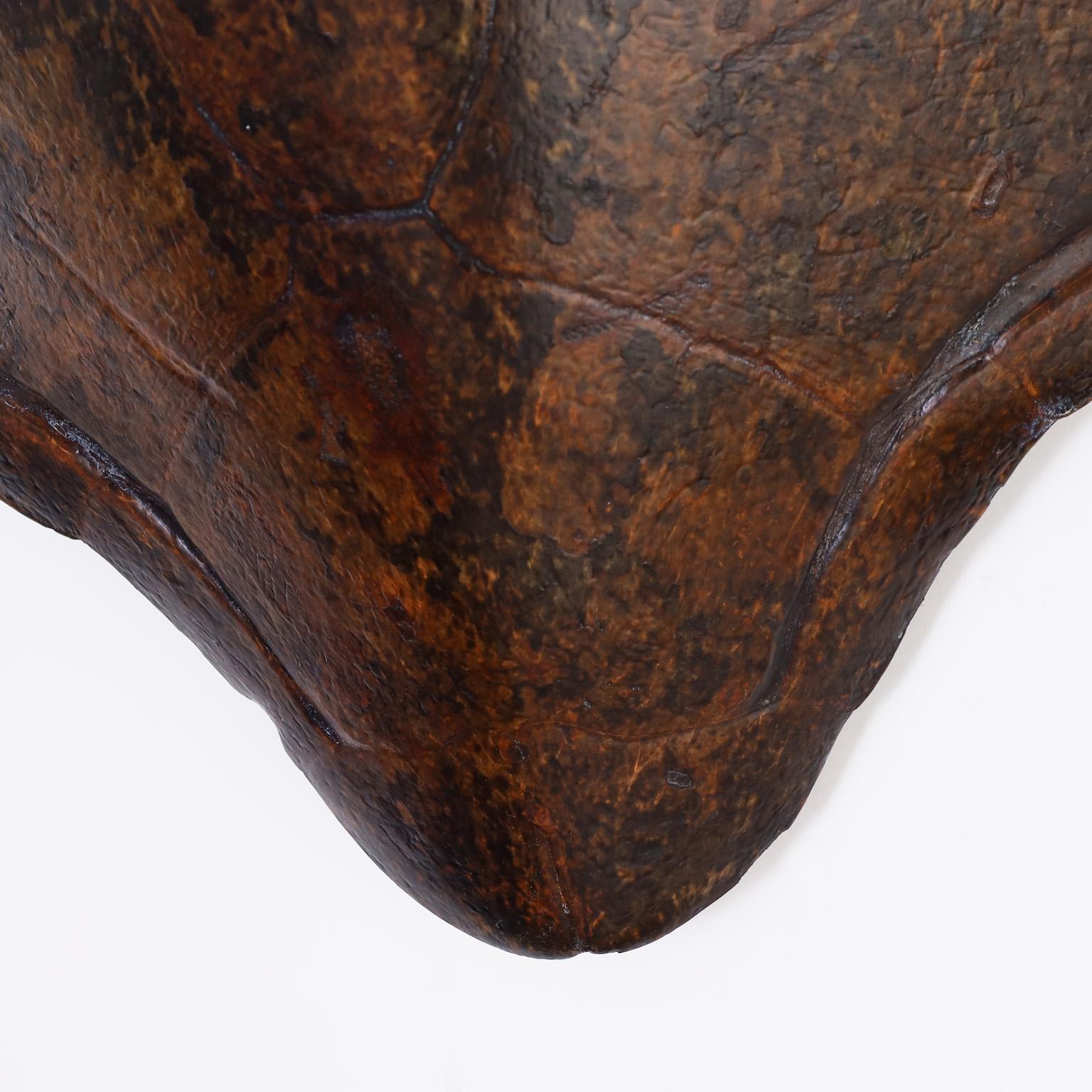 American Antique Organic Turtle Shell