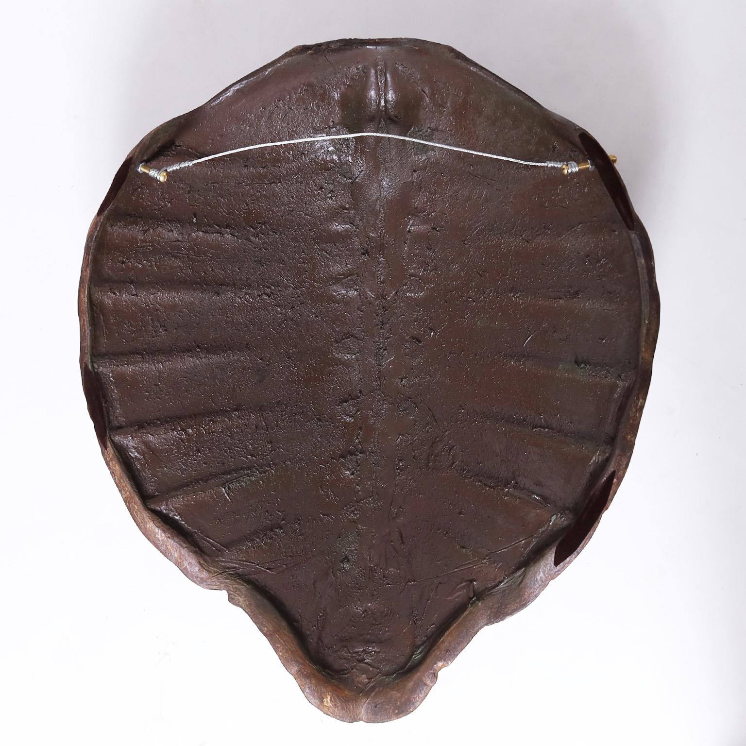 19th Century Antique Organic Turtle Shell