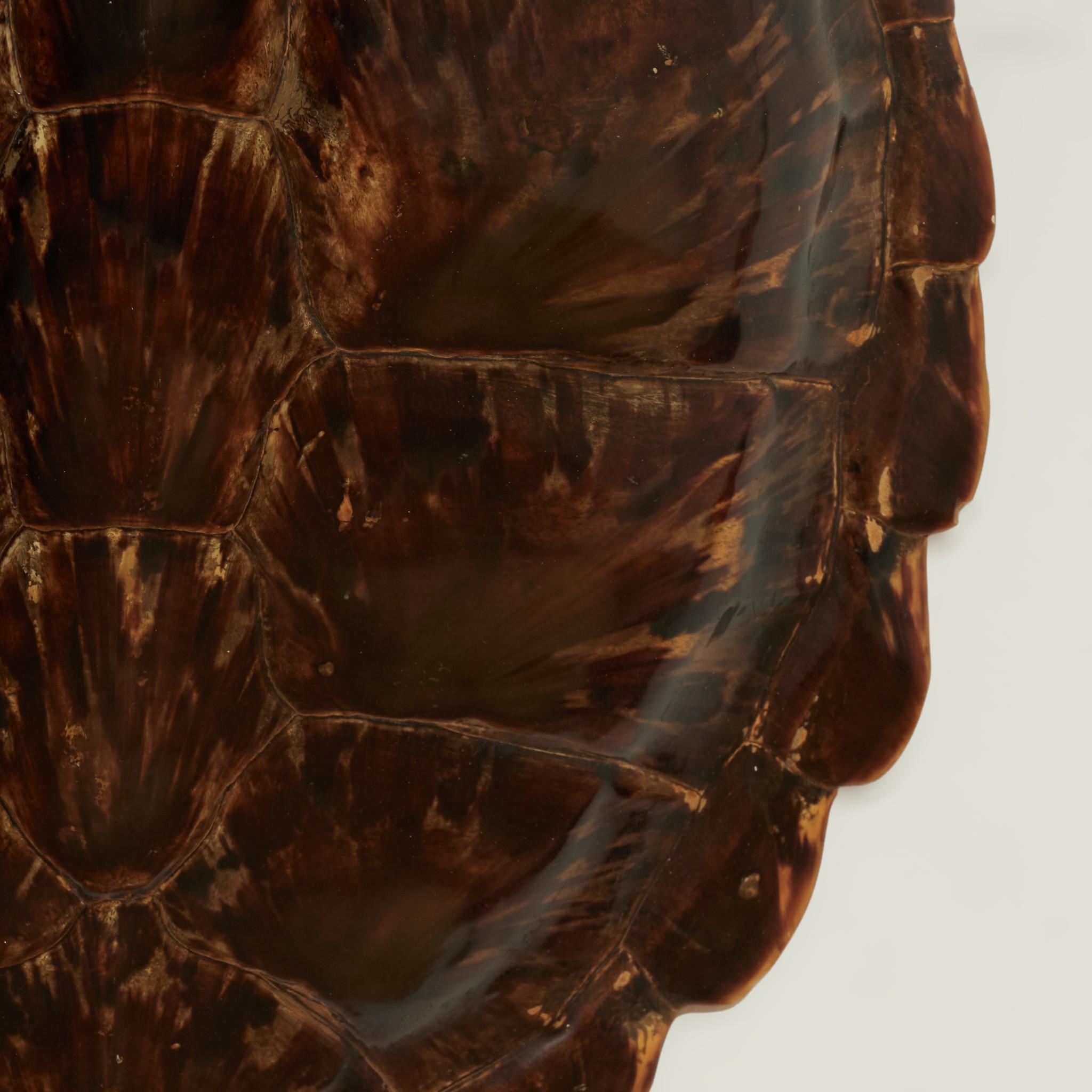 Antique Organic Turtle Shell For Sale at 1stDibs