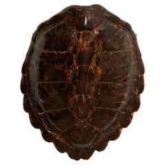Antique Organic Turtle Shell