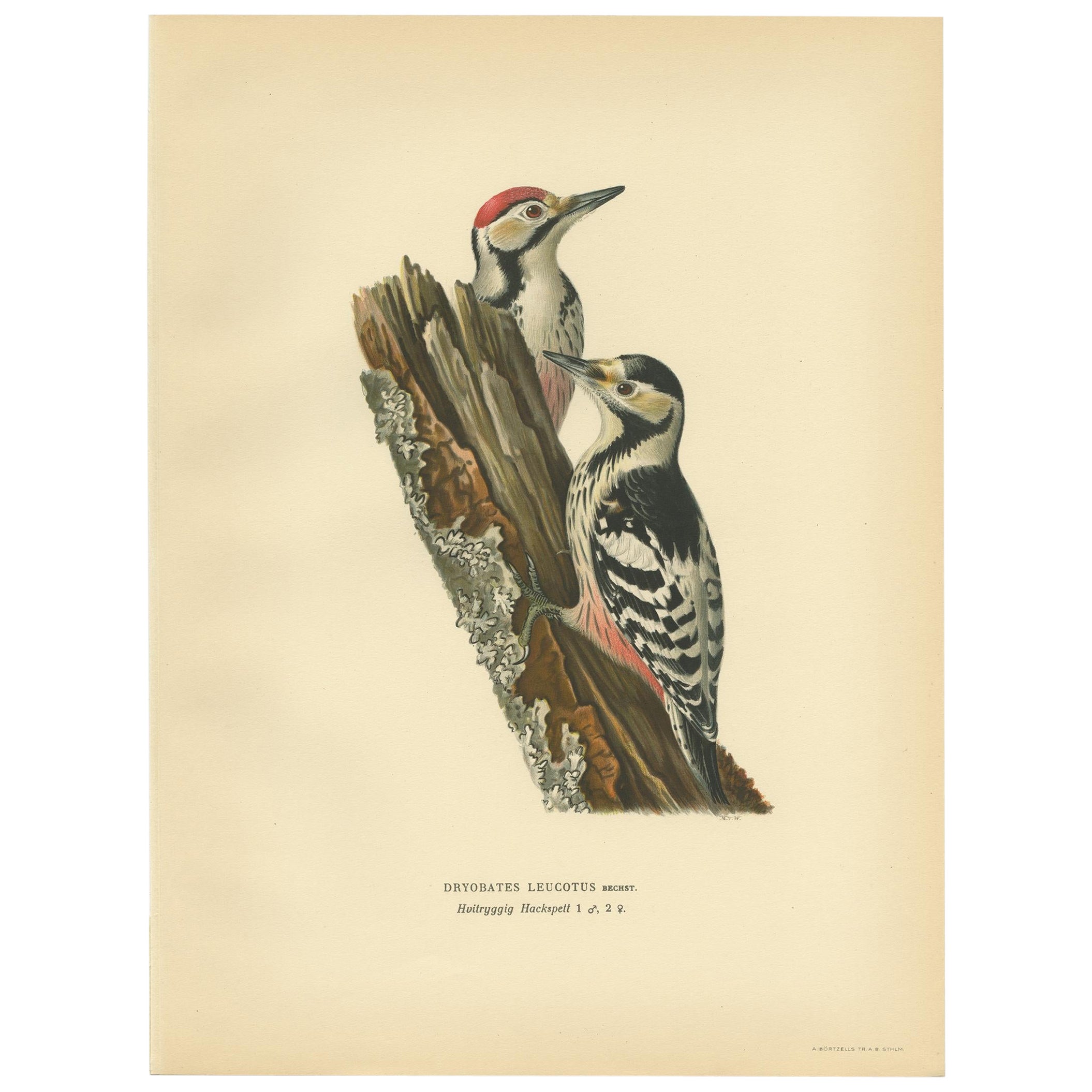 Antiker Original Vogeldruck von männlichem und femail-Holzpecker mit weißer Rückseite und weißer Rückseite, 1927
