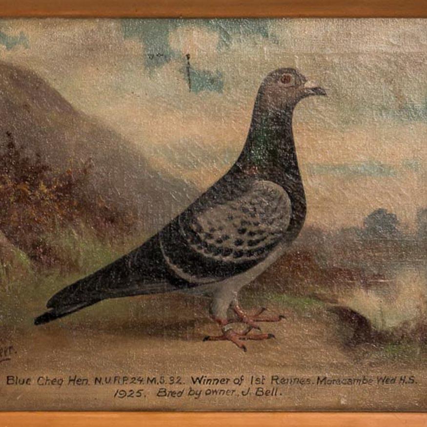 Small original oil on canvas of a prize winning pigeon with exceptional detail, making the painting quite endearing. The caption reads...Blue Cheg Hen N.U.R.P.24.M.5.32 Winner of 1st Rennes Moracambe Wed H.S. 1925, Bred by Owner J. Bell. The canvas