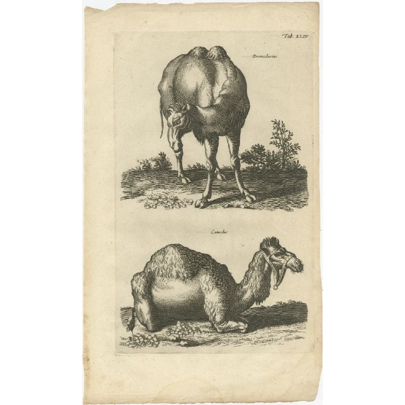 Antique print of a camel and a dromedary. This print originates from 'Historiae Naturalis (..)' by John Johnston, published by Matthias Merian in 1657.

Artists and Engravers: John Johnston (or Johnstone, 1603-1675) was a descendant of a Scottish