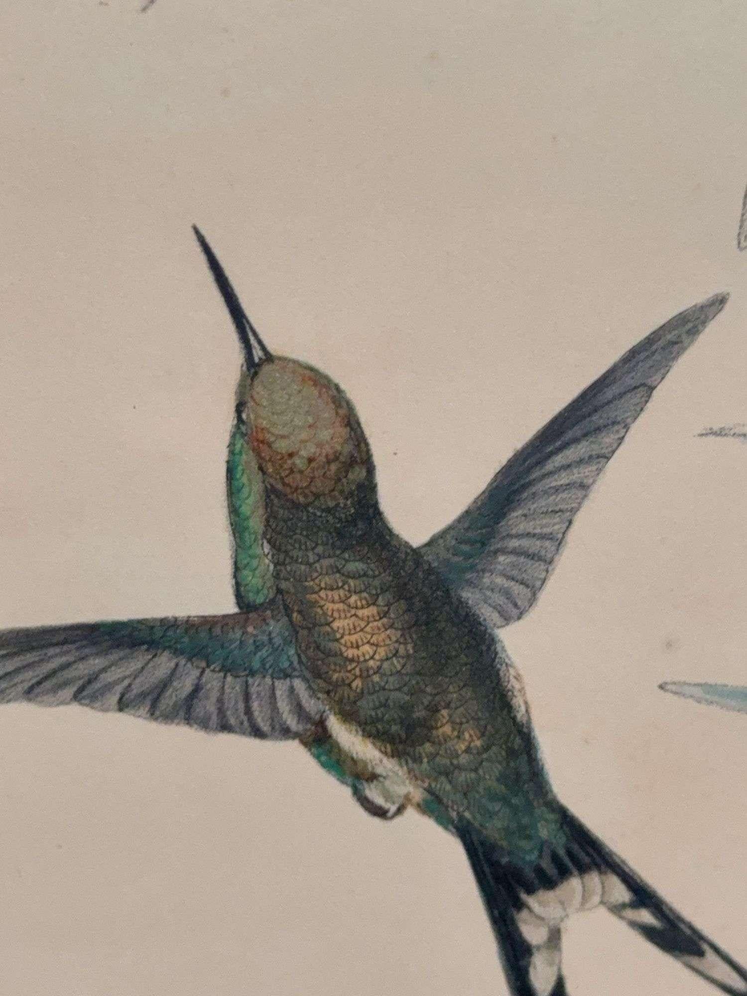 Antique Original J Gould H C Richter Hummingbird 