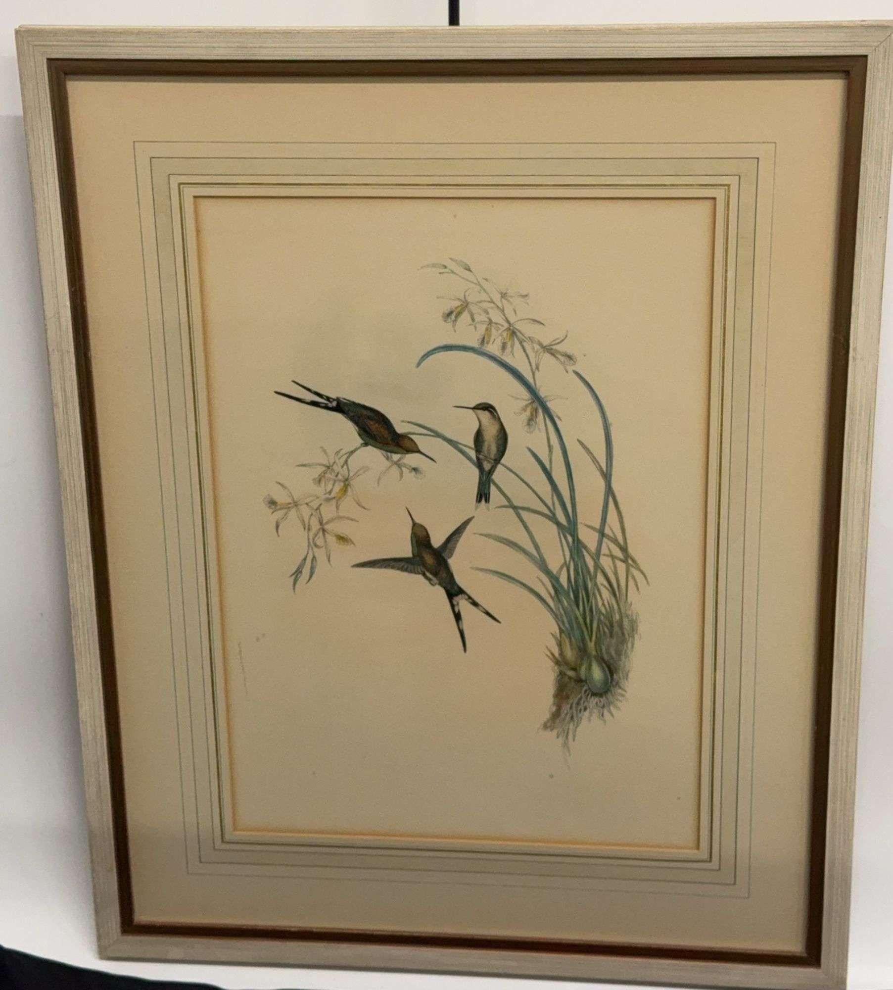 Antique Original J Gould H C Richter Hummingbird 
