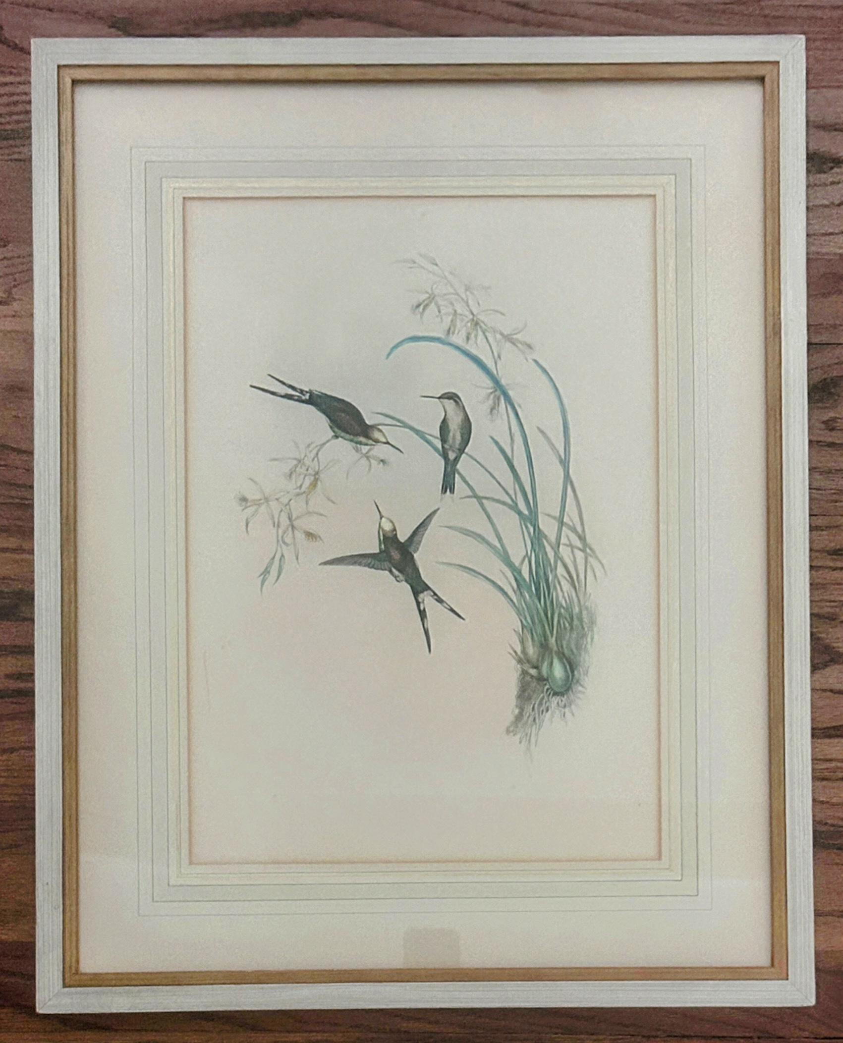 Lithographie de colibris en couleurs, marquée au dos du cadre 