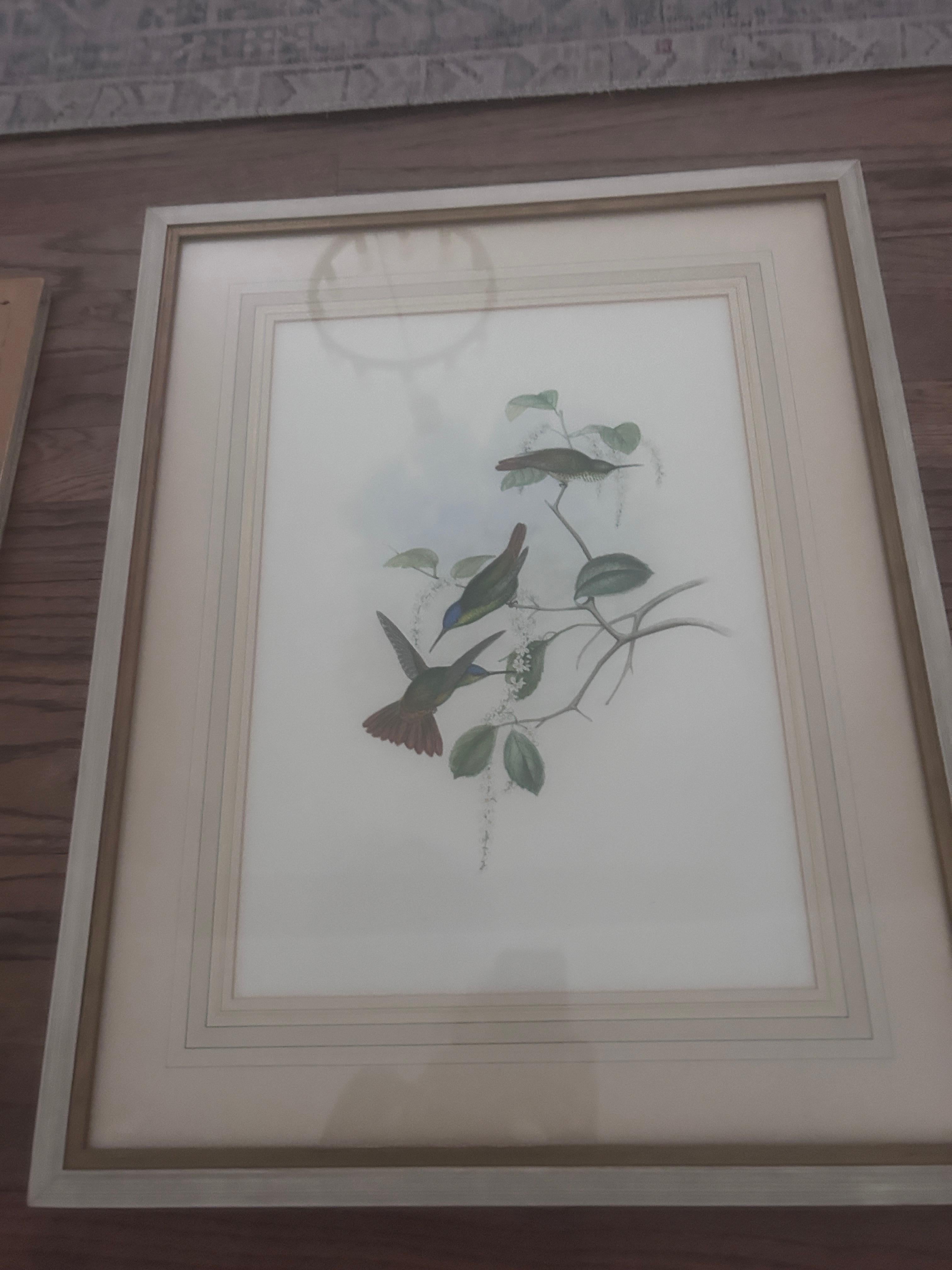 Début de l'époque victorienne Antique Original J Gould H C Richter Hummingbird 